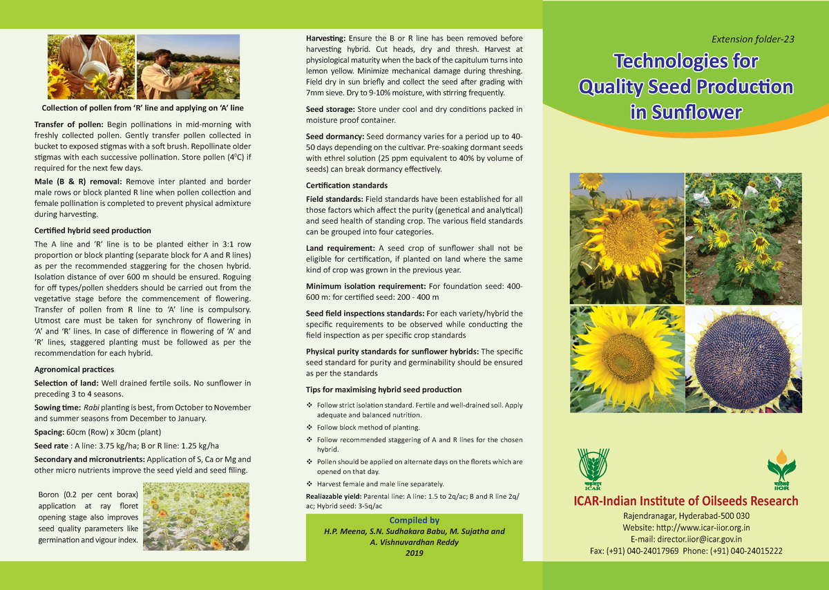 Sunflower - important lecture 26 - Technologies for Quality Seed ...