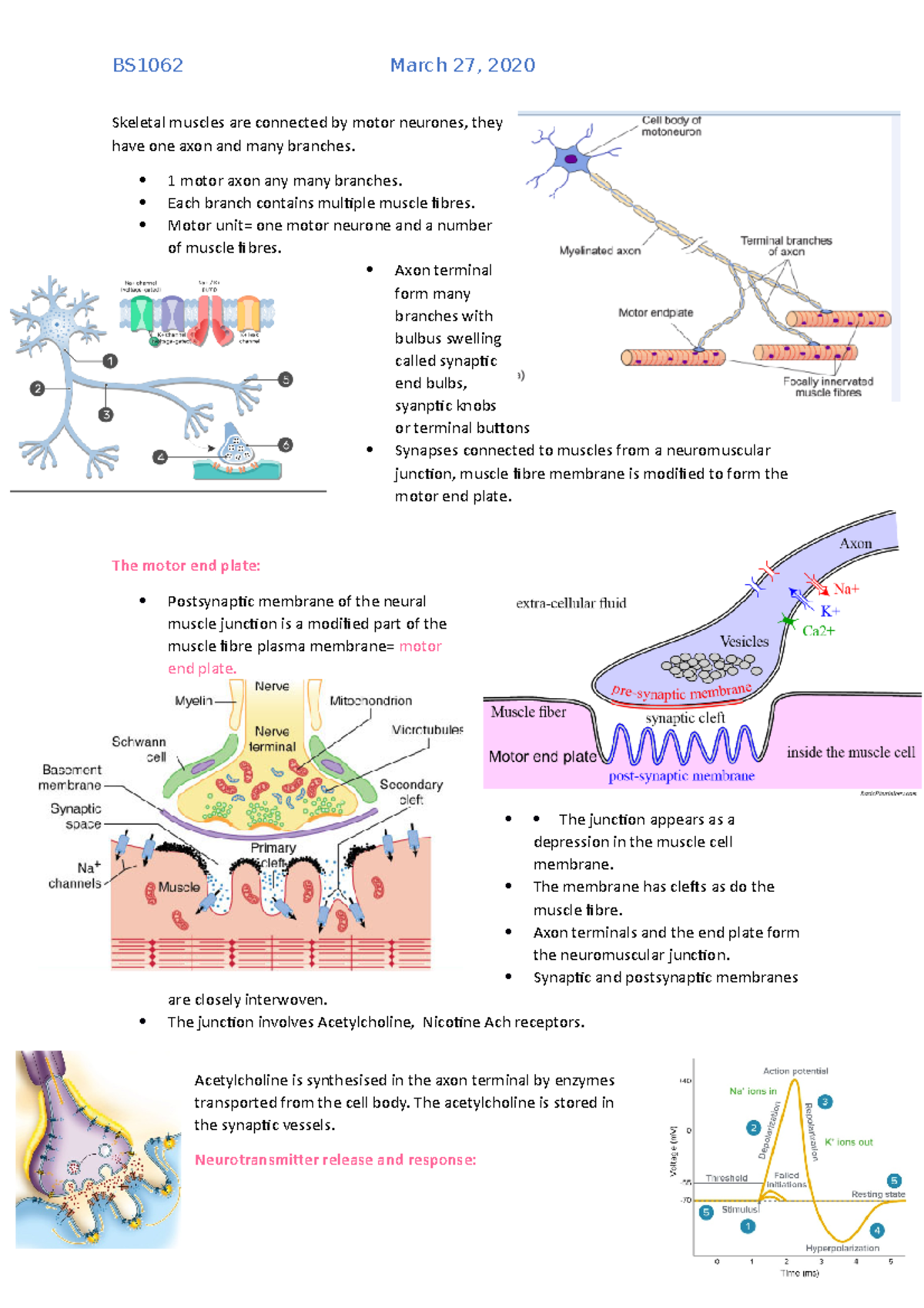 Skeletal muscle Communication Skeletal muscles are connected by motor