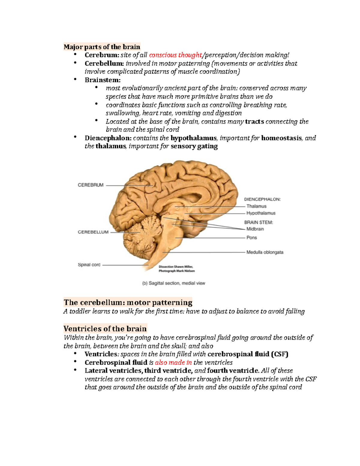 Chapter 49 49.2 the brain - Major parts of the brain Cerebrum: site of ...