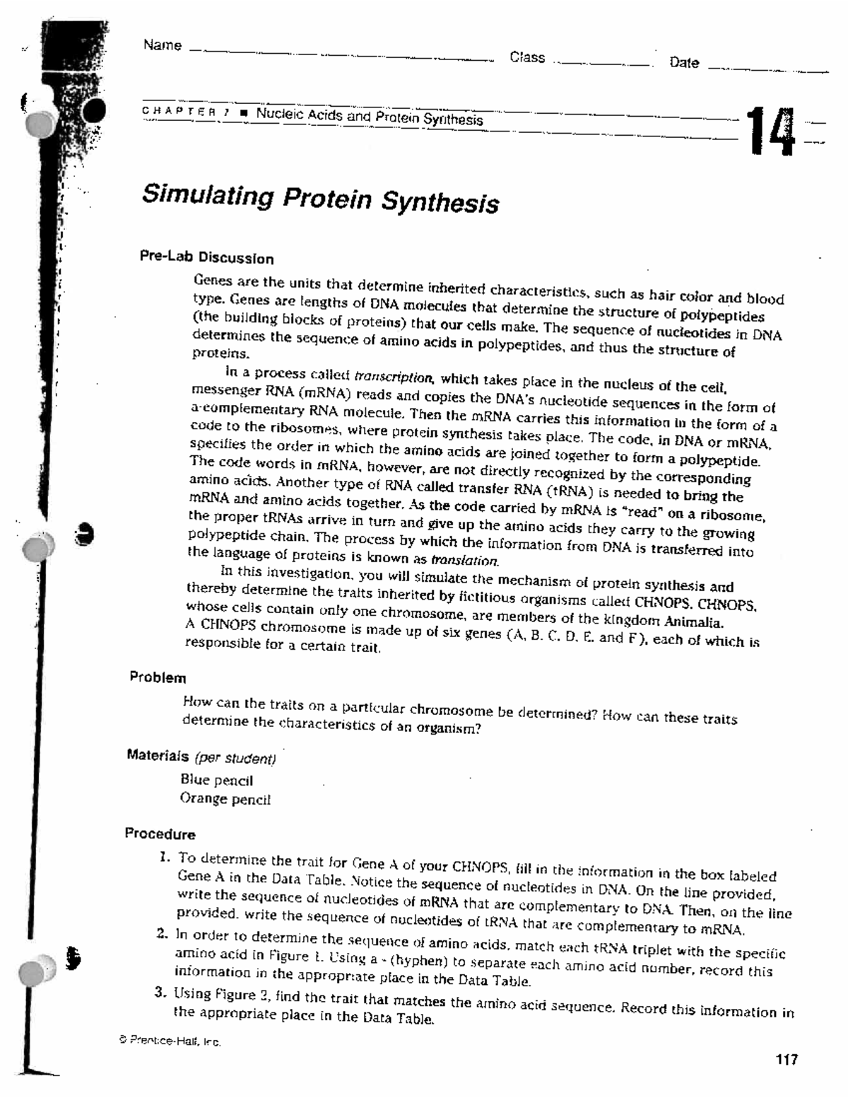 Simulating protein synthesis key Studocu