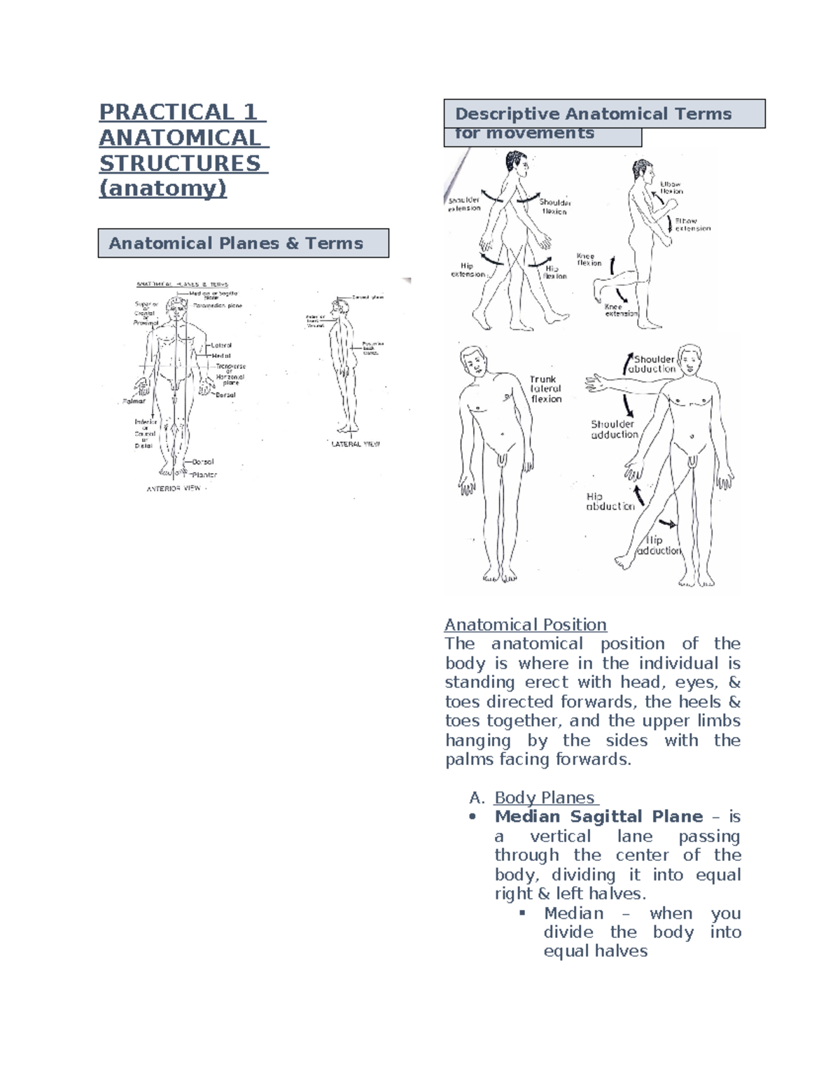 Anatomical Structures - PRACTICAL 1 ANATOMICAL STRUCTURES (anatomy ...