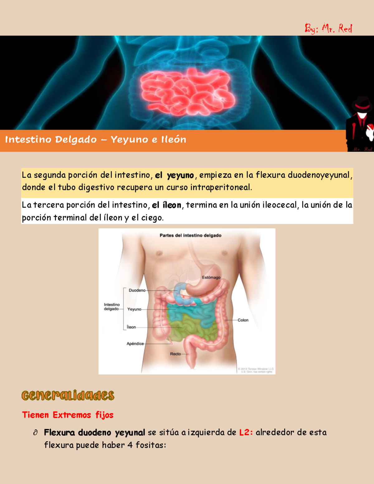 Intestino Delgado Yeyuno E Íleon La Segunda Porción Del Intestino