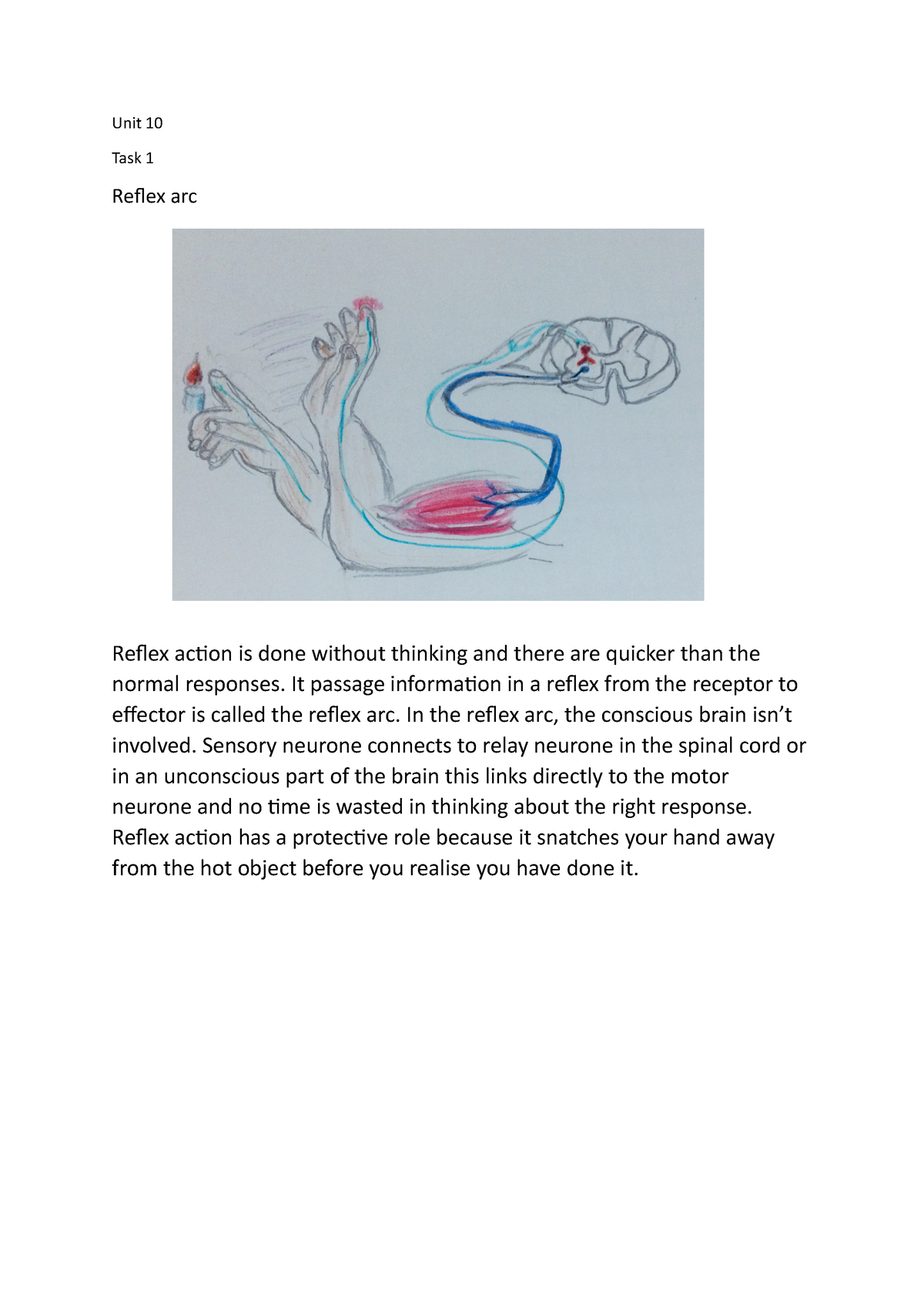 Unit 10 Task 1 & Task 2 & Task 4 - Unit 10 Task 1 Reflex arc Reflex ...