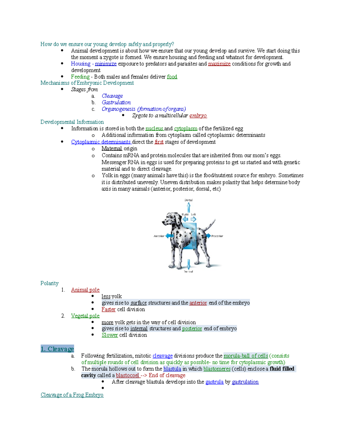 Chapter 42- Animal Development - How do we ensure our young develop ...