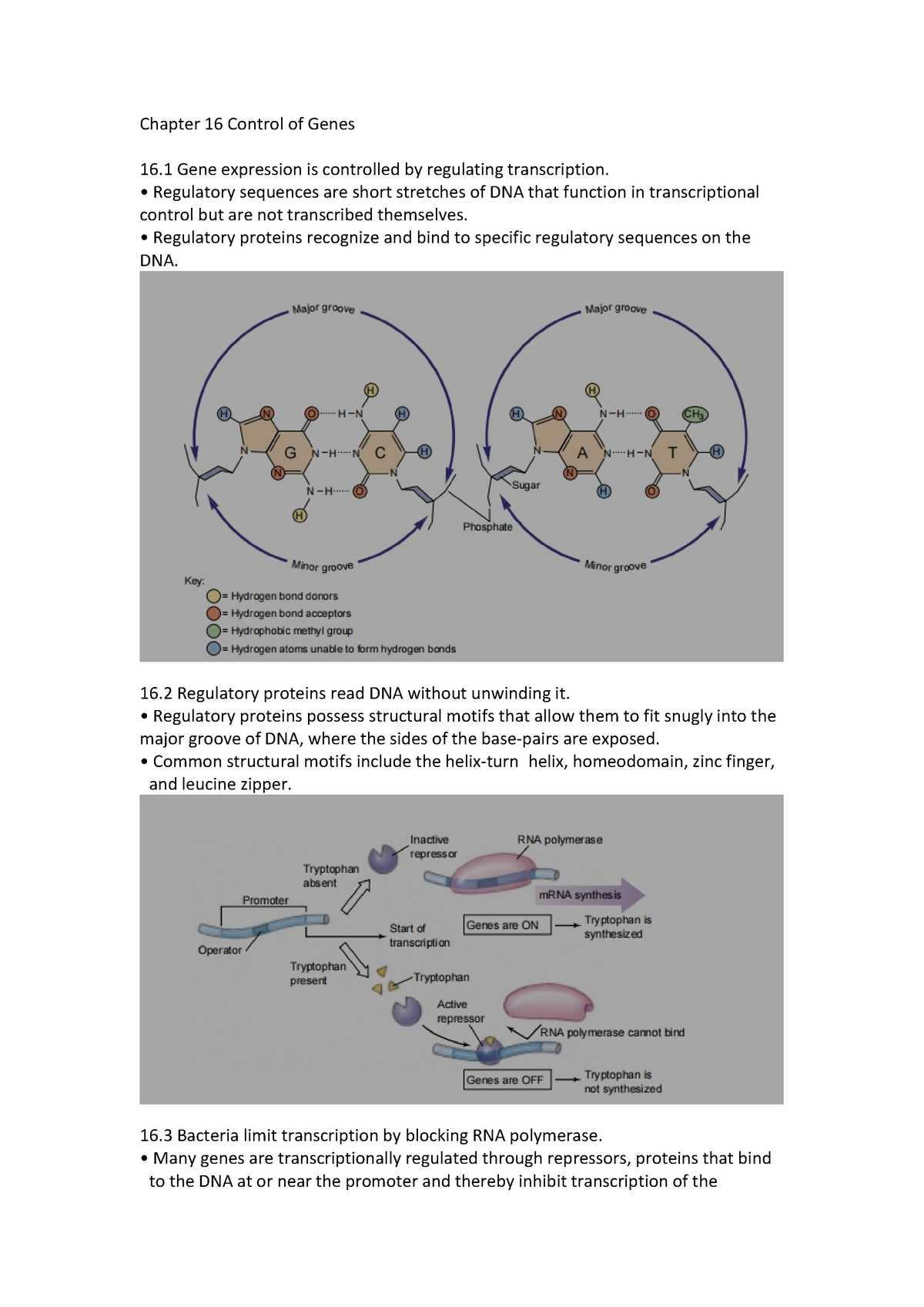 BIOL 10 Summary Ch16 - Chapter 16 Control Of Genes 16 Gene Expression ...