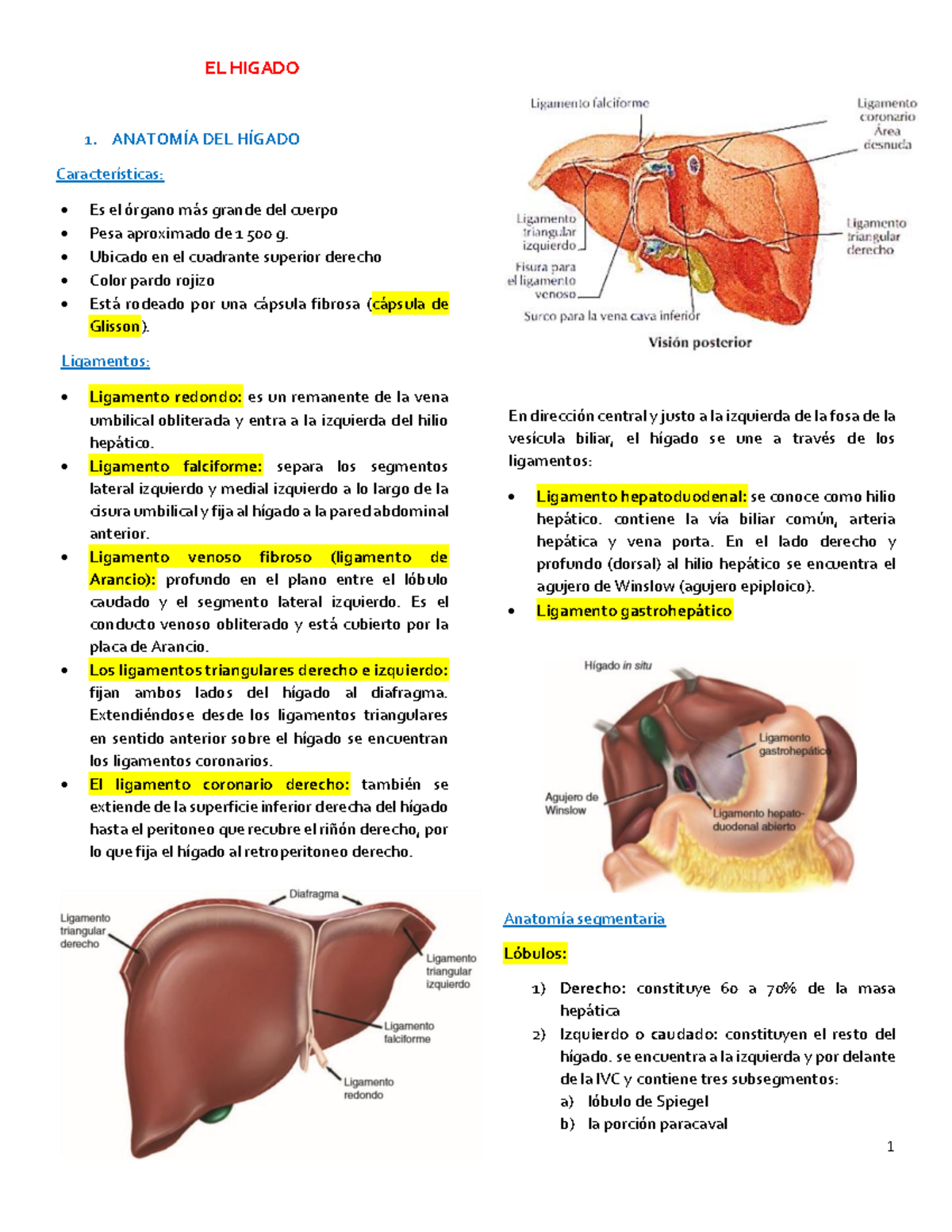 El higado ictericia colecistopatia - EL HIGADO 1. ANATOMÍA DEL HÍGADO ...