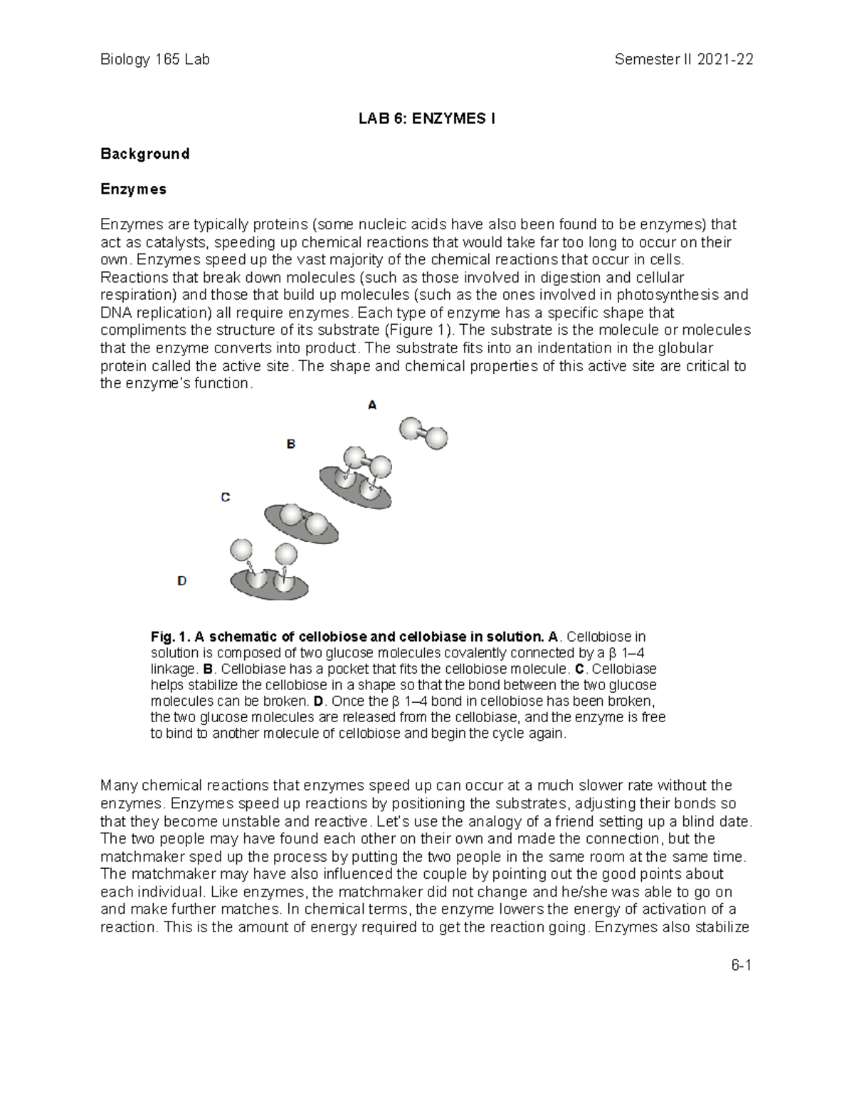 Lab 6 Enzymes I SII 20212022 LAB 6 ENZYMES I Background Enzymes