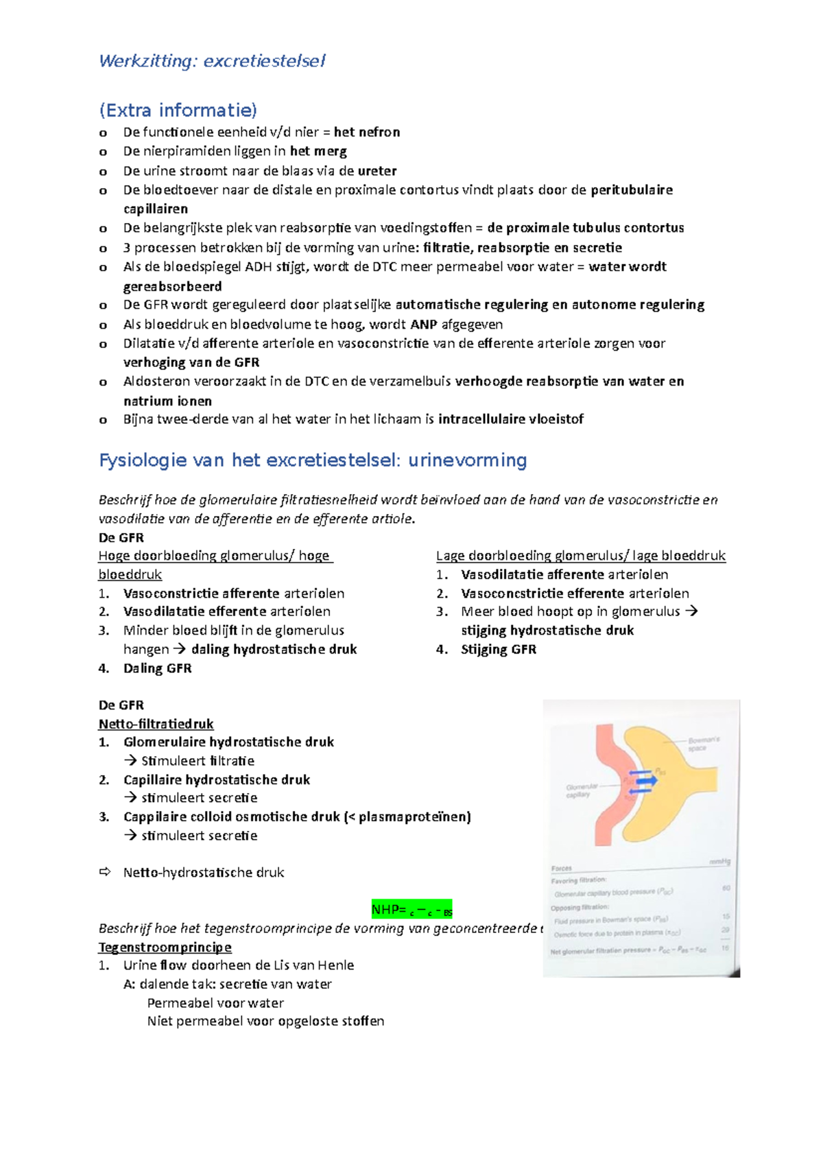 Werkzitting- het excretiestelsel - (Extra informatie) o De functionele ...