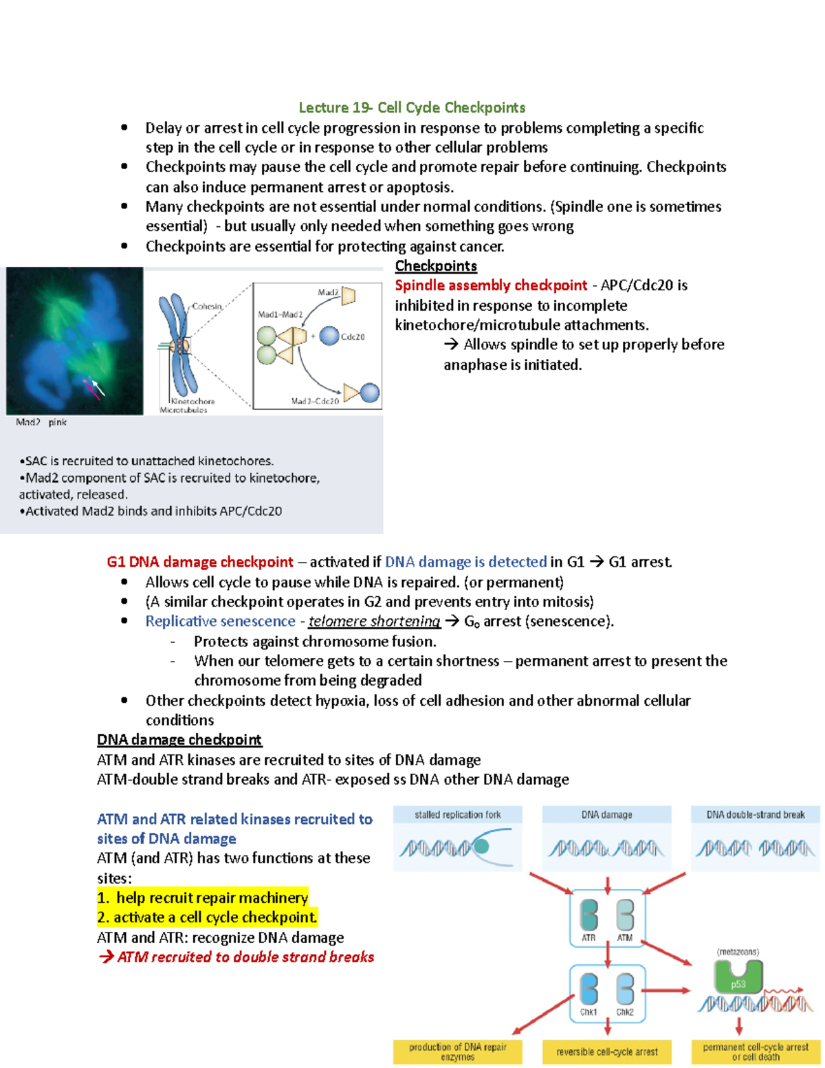 19 CC Checkpoints Lecture notes 19 Lecture 19 Cell Cycle