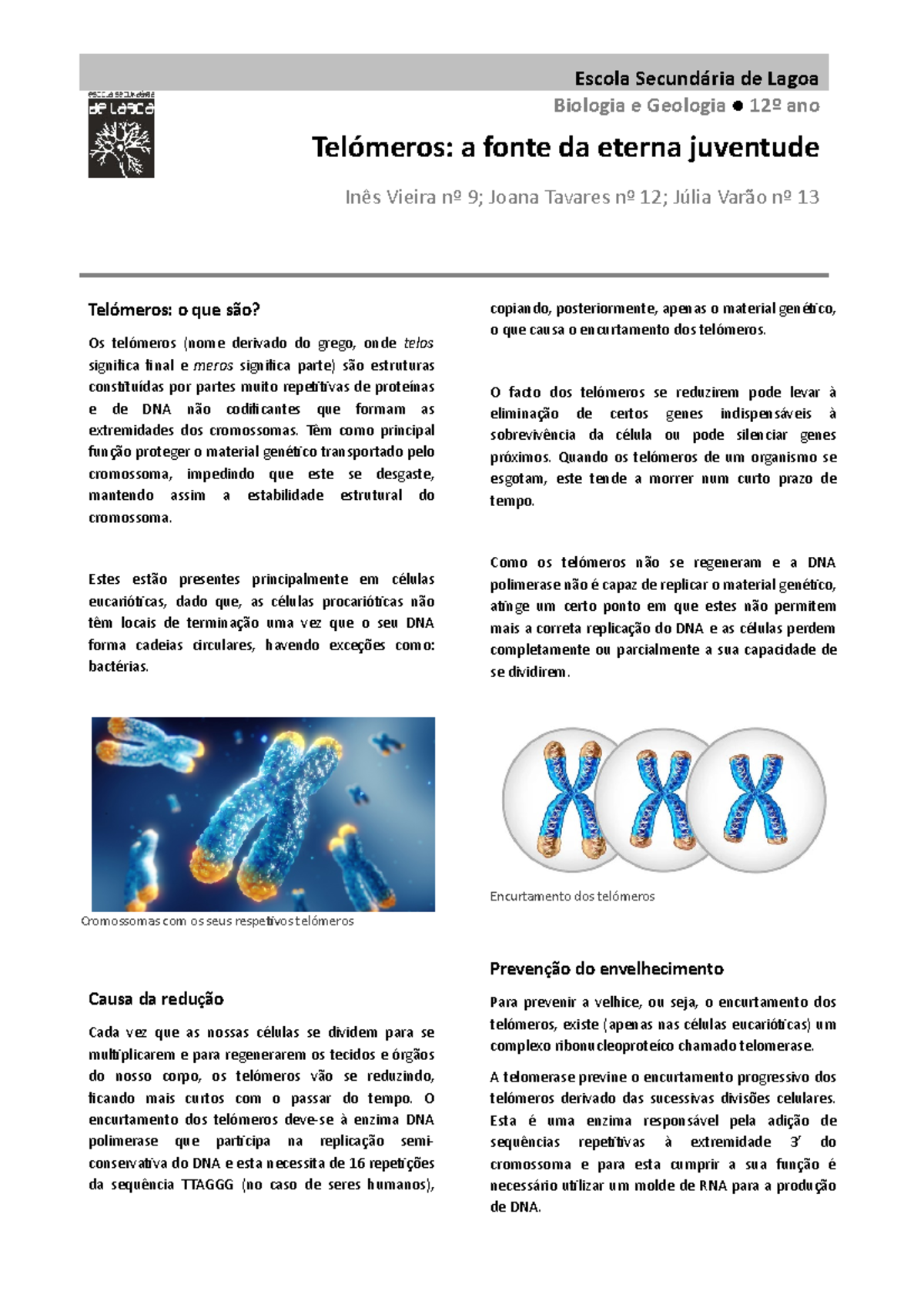 Telómeros a fonte da eterna juventude - Escola Secundária de Lagoa ...