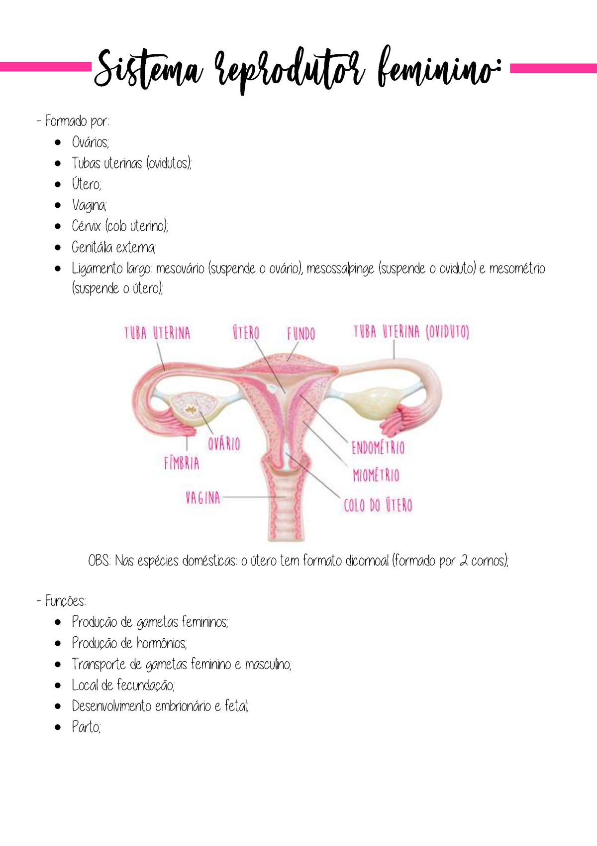 Sistema reprodutor feminino Formado por Ovários Tubas uterinas ovidutos Útero Studocu