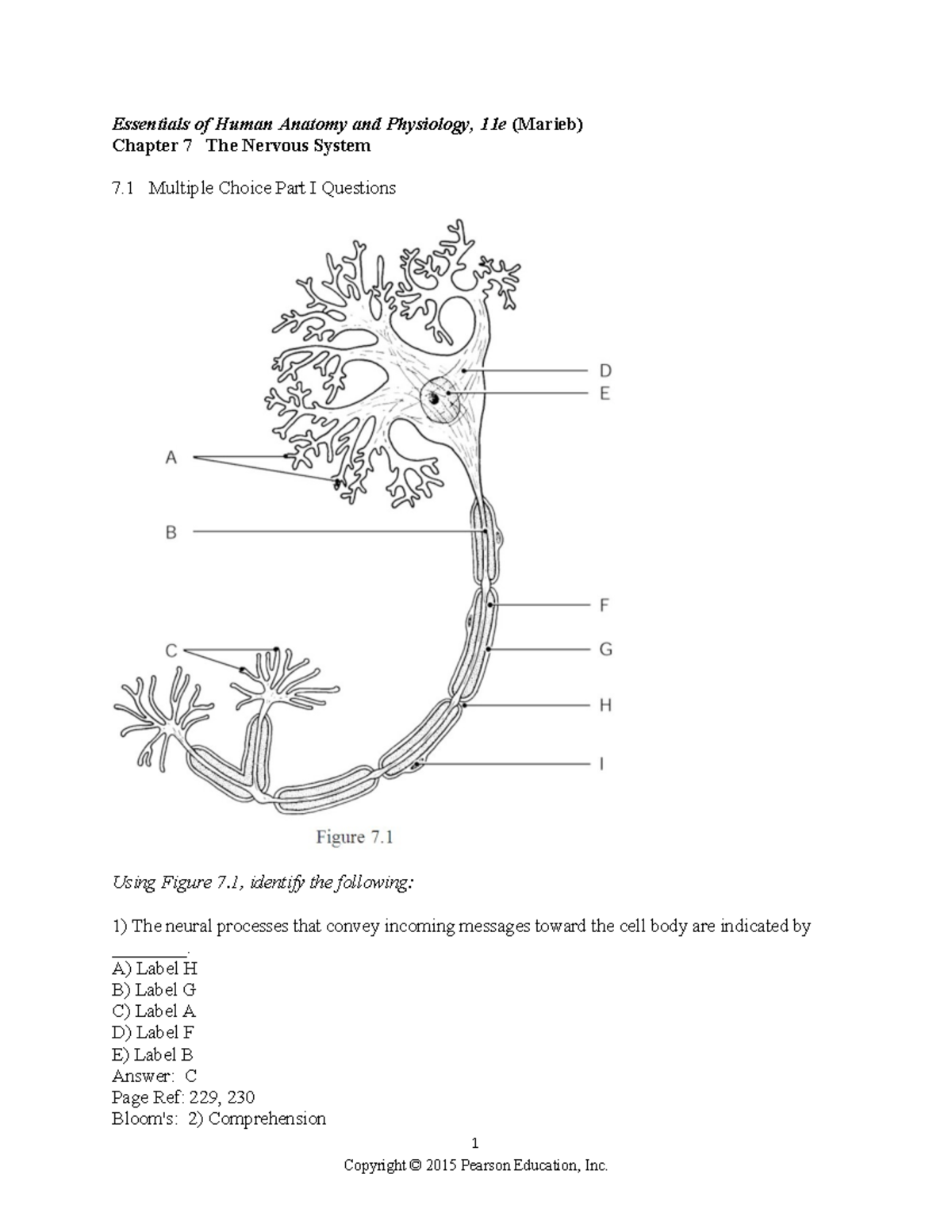 Ch 07 Test Bank Anatomy Nad Physiology - 1 Essentials Of Human Anatomy ...