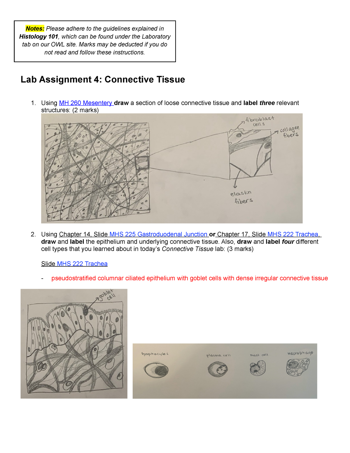 histology lab assignment