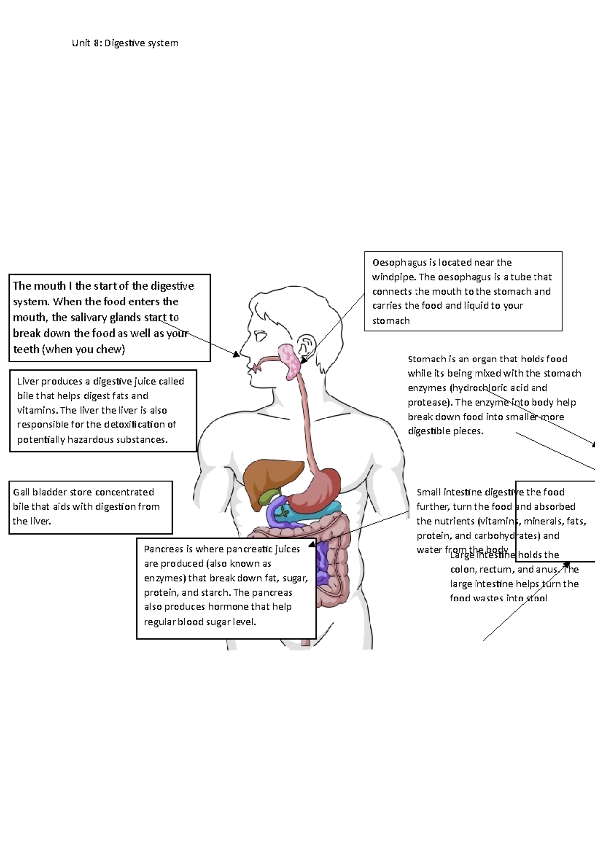 my-journey-through-the-digestive-system-storyboard