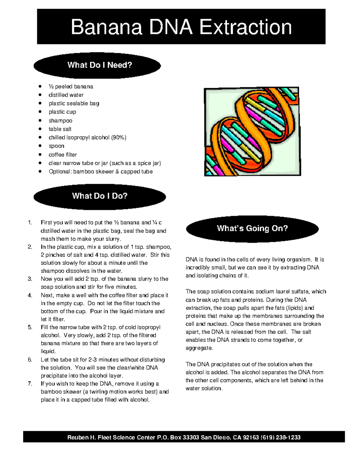 Lab 6 Banana DNA better instructions Banana DNA Extraction ½ peeled