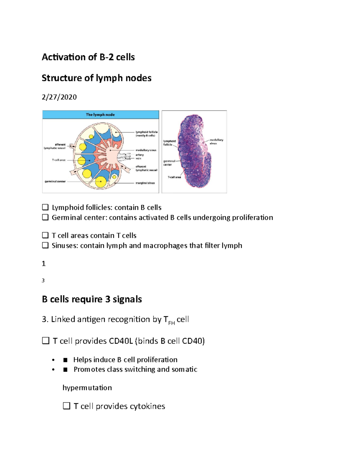 Immunology -Activation of b cells - Activation of B-2 cells Structure ...