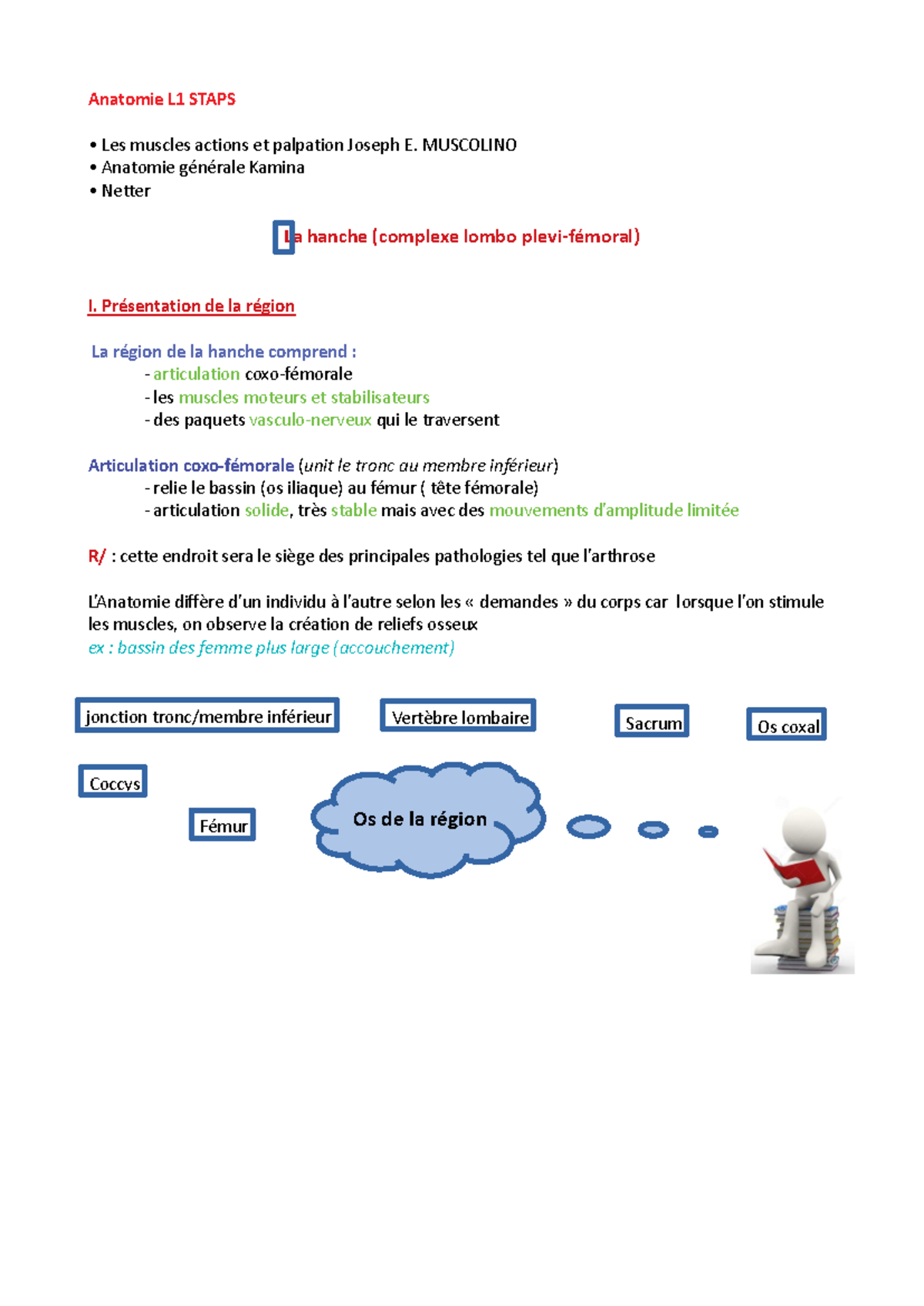 Cours Magistral 1 Anatomie STAPS - Anatomie L1 STAPS Les muscles ...