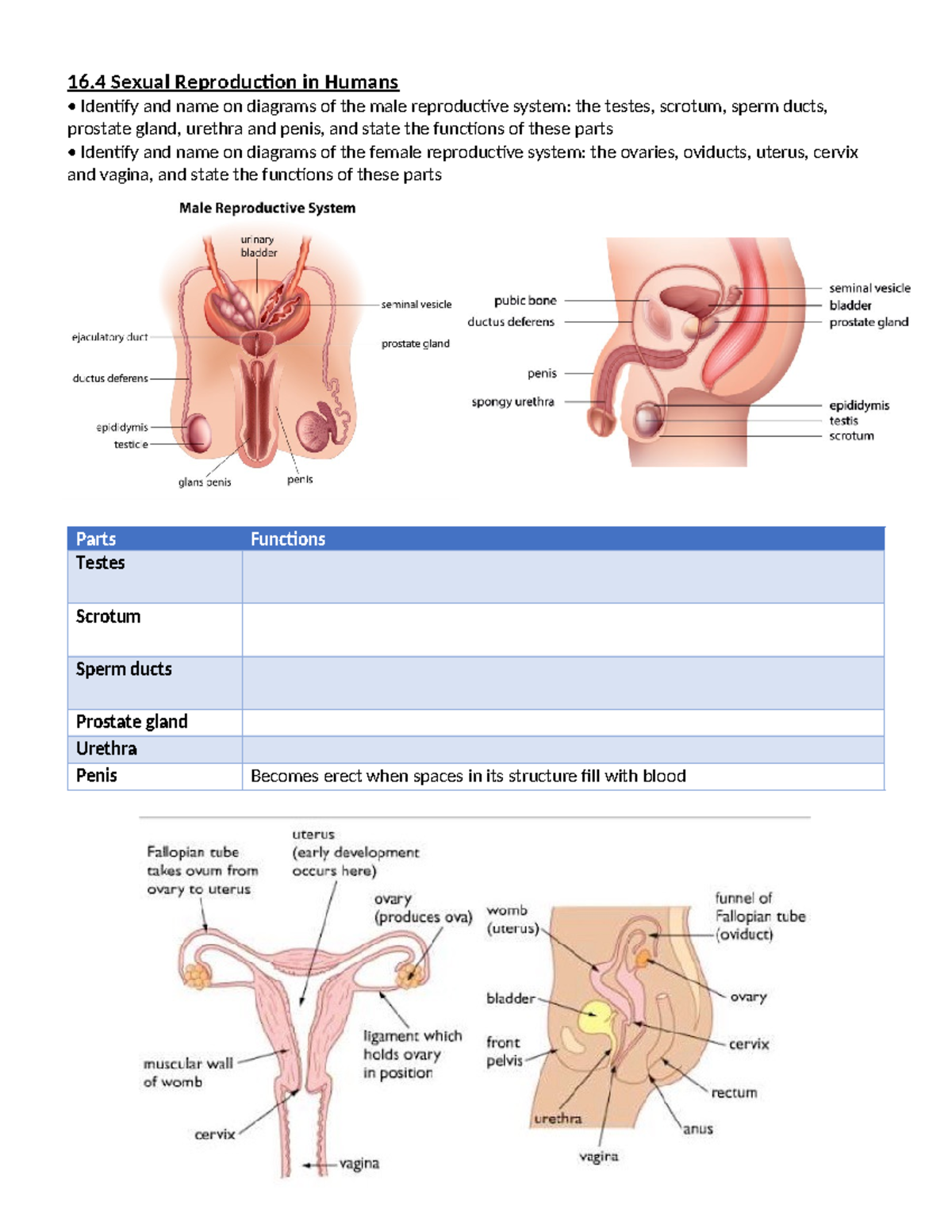 16 Good 16 Sexual Reproduction In Humans Identify And Name On Diagrams Of The Male 0809