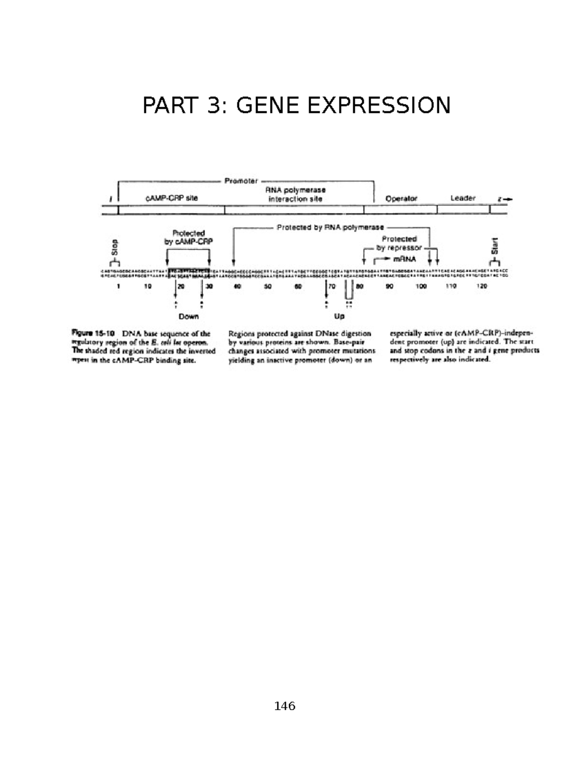 Gene Expression.(b. To B.) - BIOL 300.00 - Hunter College - Studocu