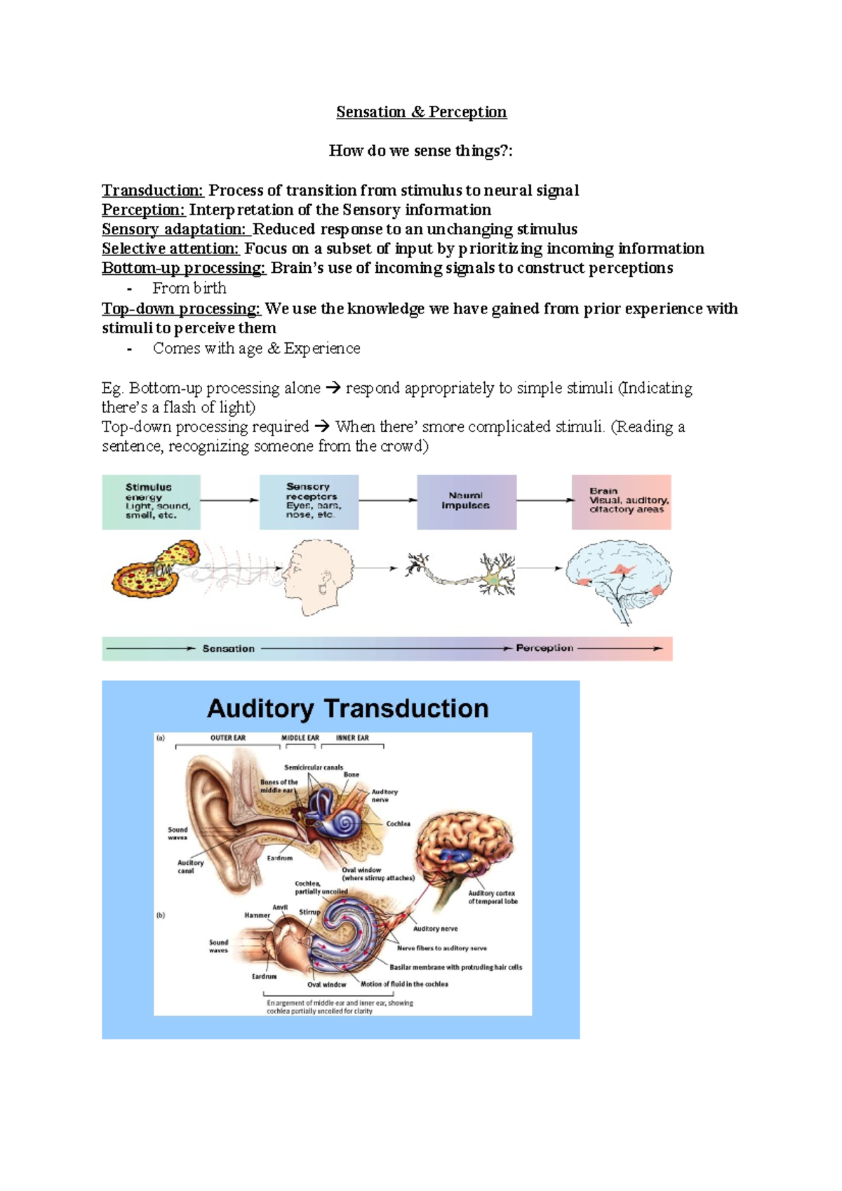 l5-sensation-perception-sensation-perception-how-do-we-sense