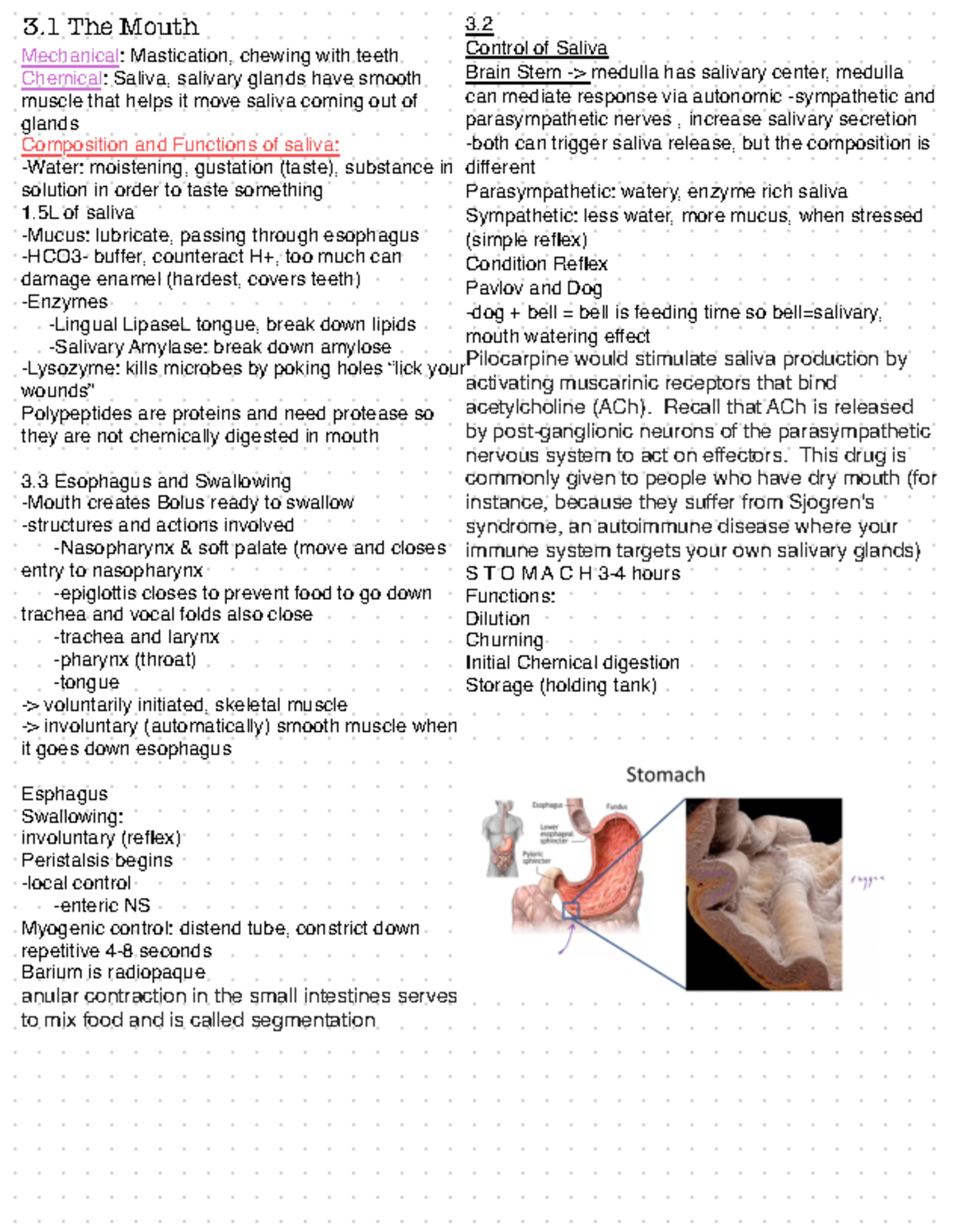 PSIO 202 Digestive System mouth 3 The Mouth Mechanical Mastication