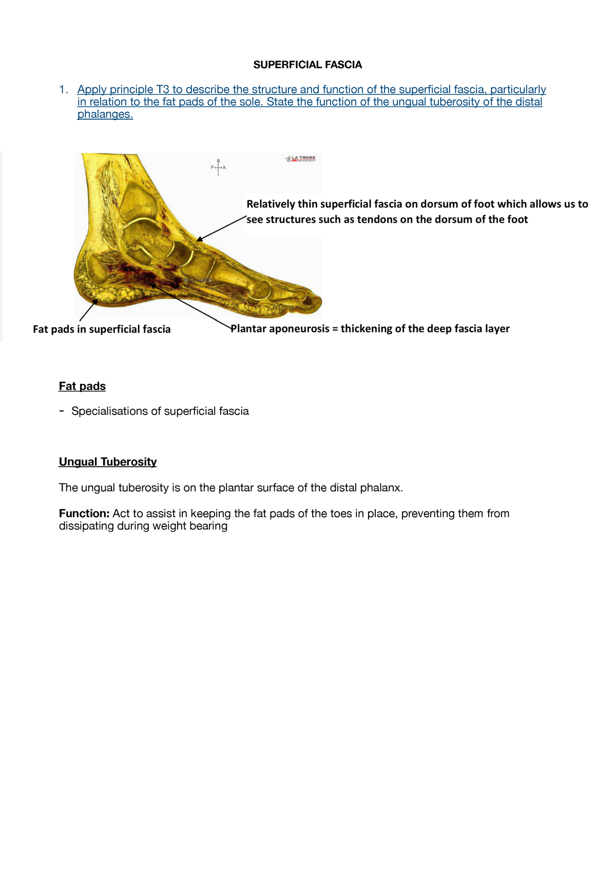 Foot - Soft Tissues - Summary Anatomy of Lower Limb & Trunk ...