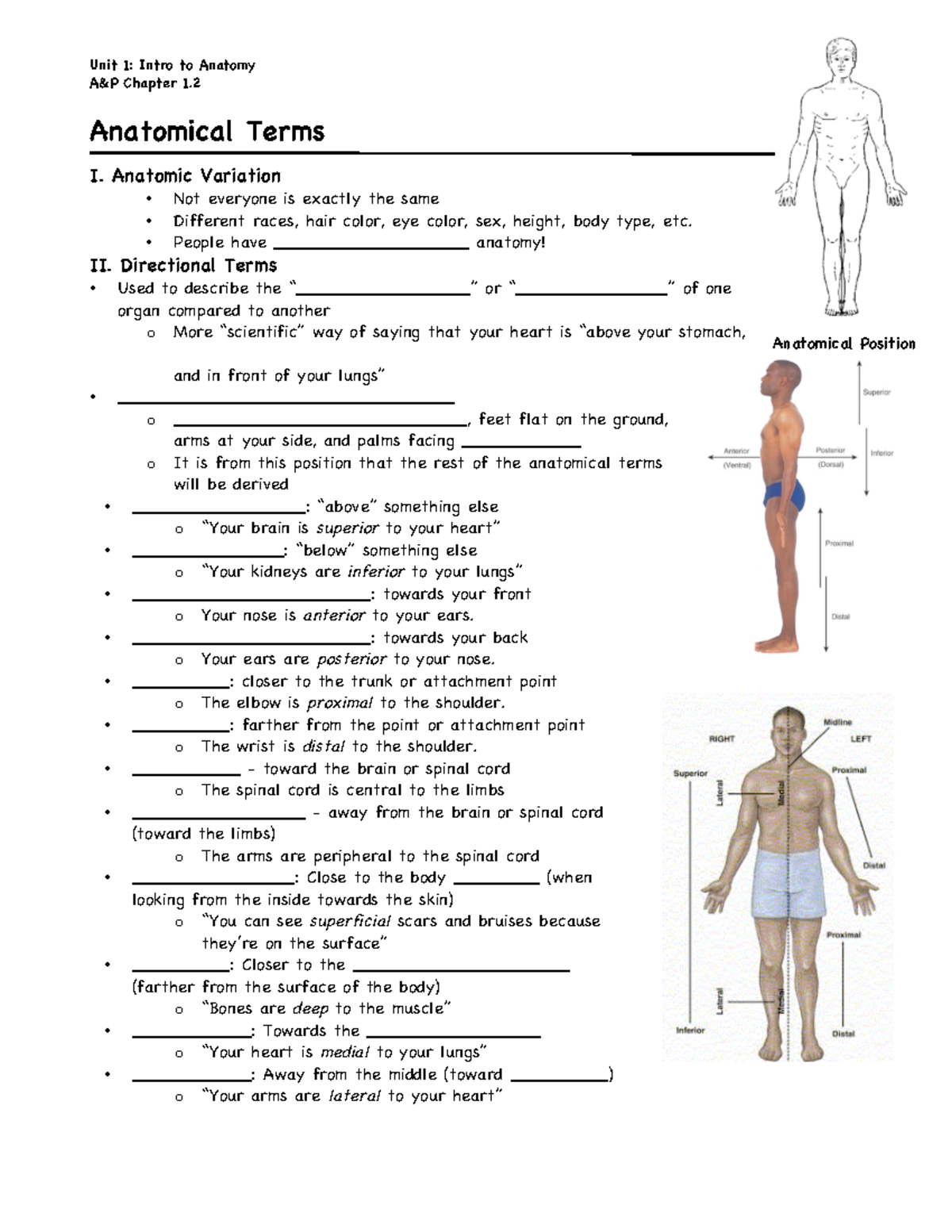 Anatomical Terms Fill in Worksheet - A&P Chapter 1. Anatomical Terms I ...