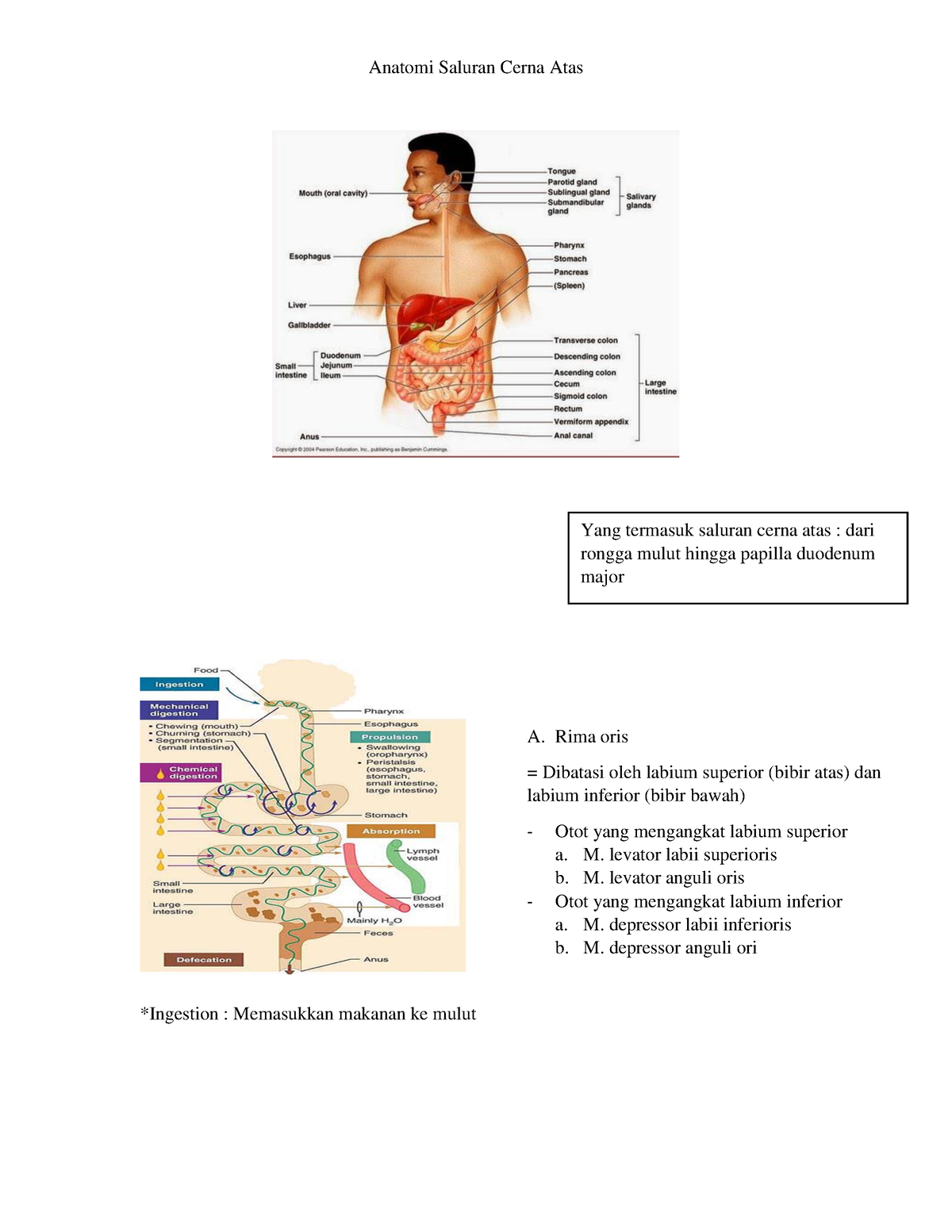 Saluran Cerna Atas Anatomi Saluran Cerna Atas Ingestion