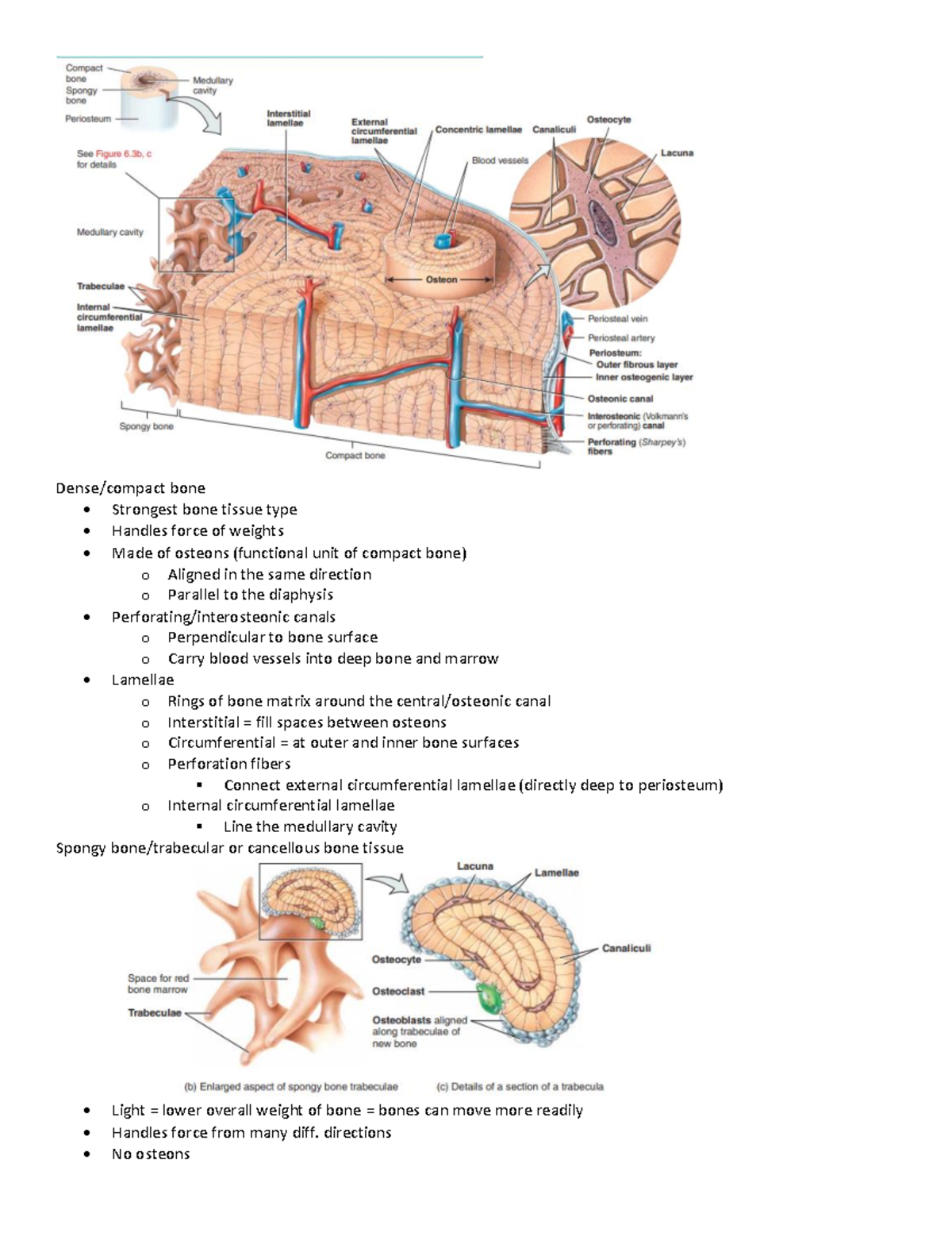 Biol235 chapter 6pt2 - Dense/compact bone - Strongest bone tissue type ...