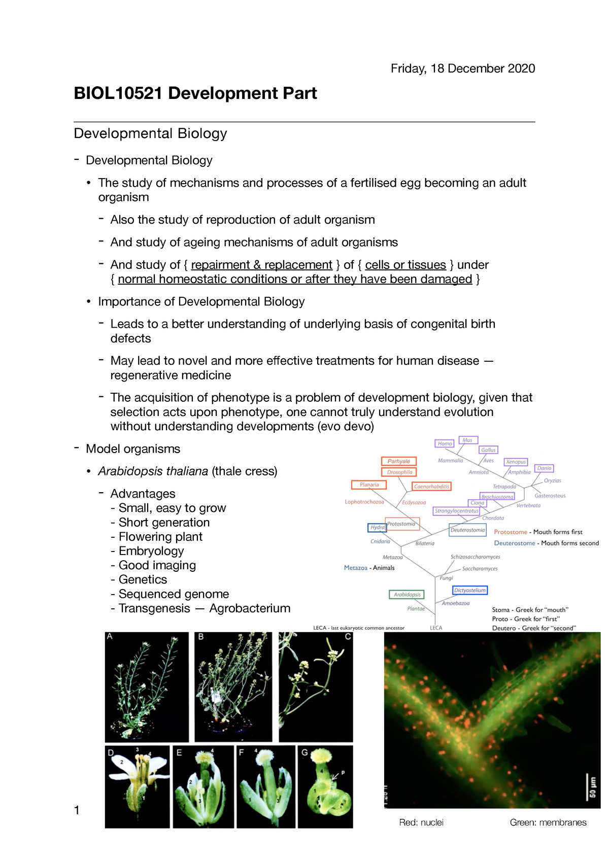 developmental biology assignment topics