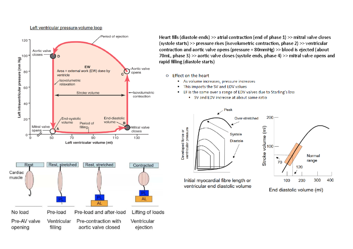 Pictures print - Second year physiology 1A content. Homemade quiz ...