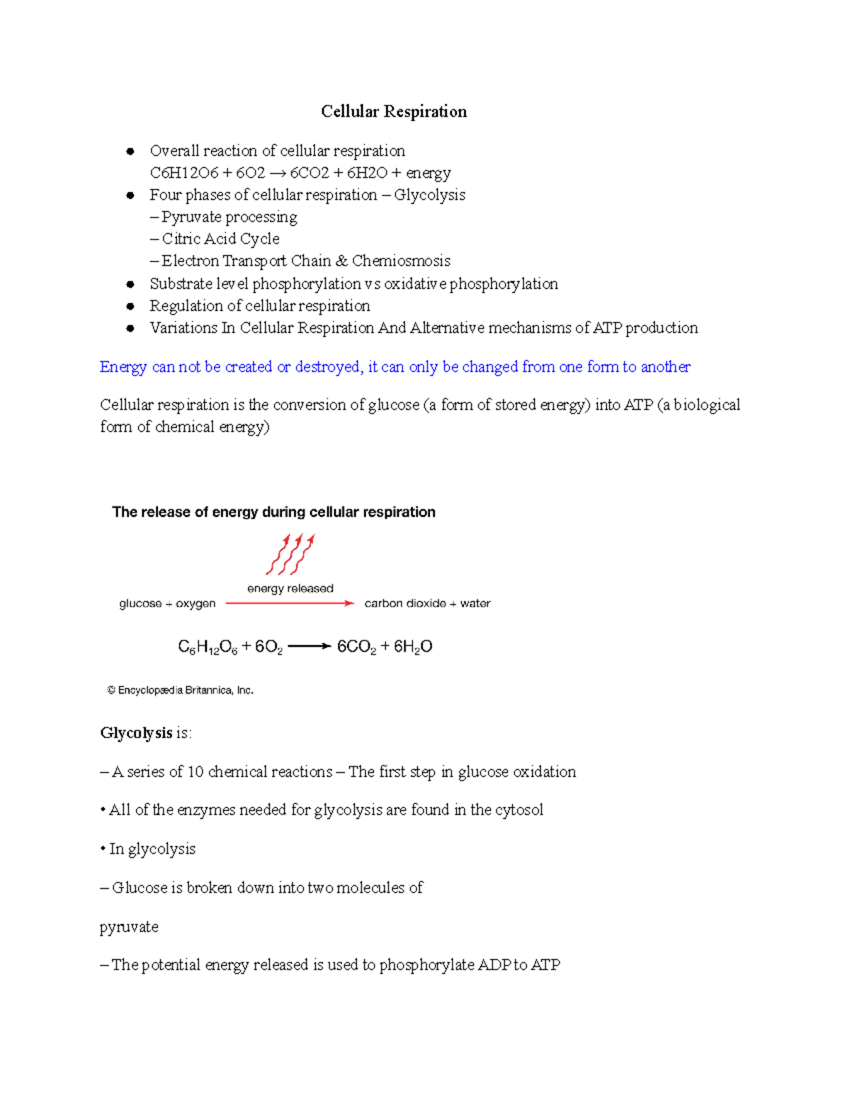 Cellular Respiration - This is just a lecture sheet that the powerpoint ...