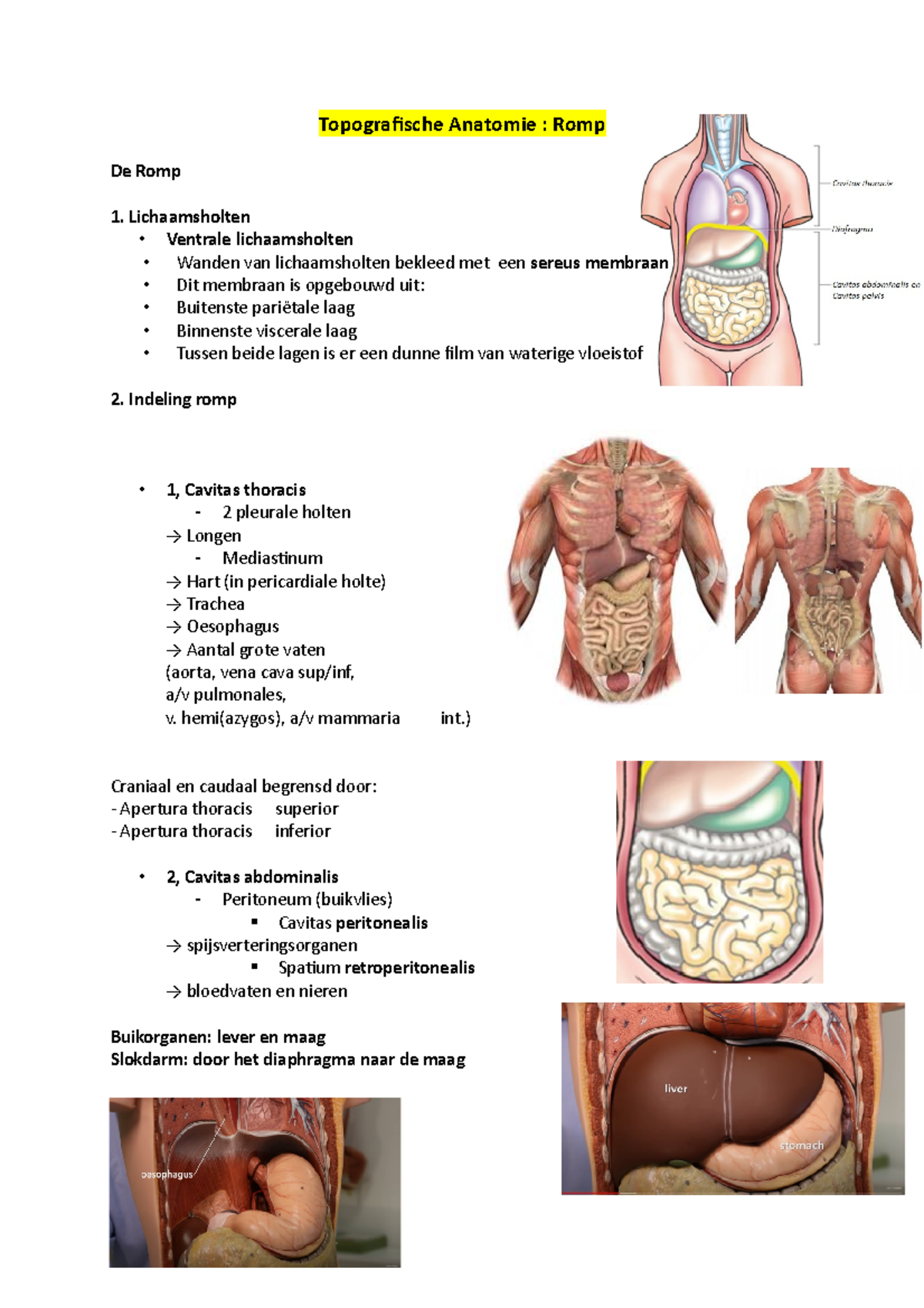 Sv les 1 - Topografische Anatomie : Romp De Romp Lichaamsholten ...