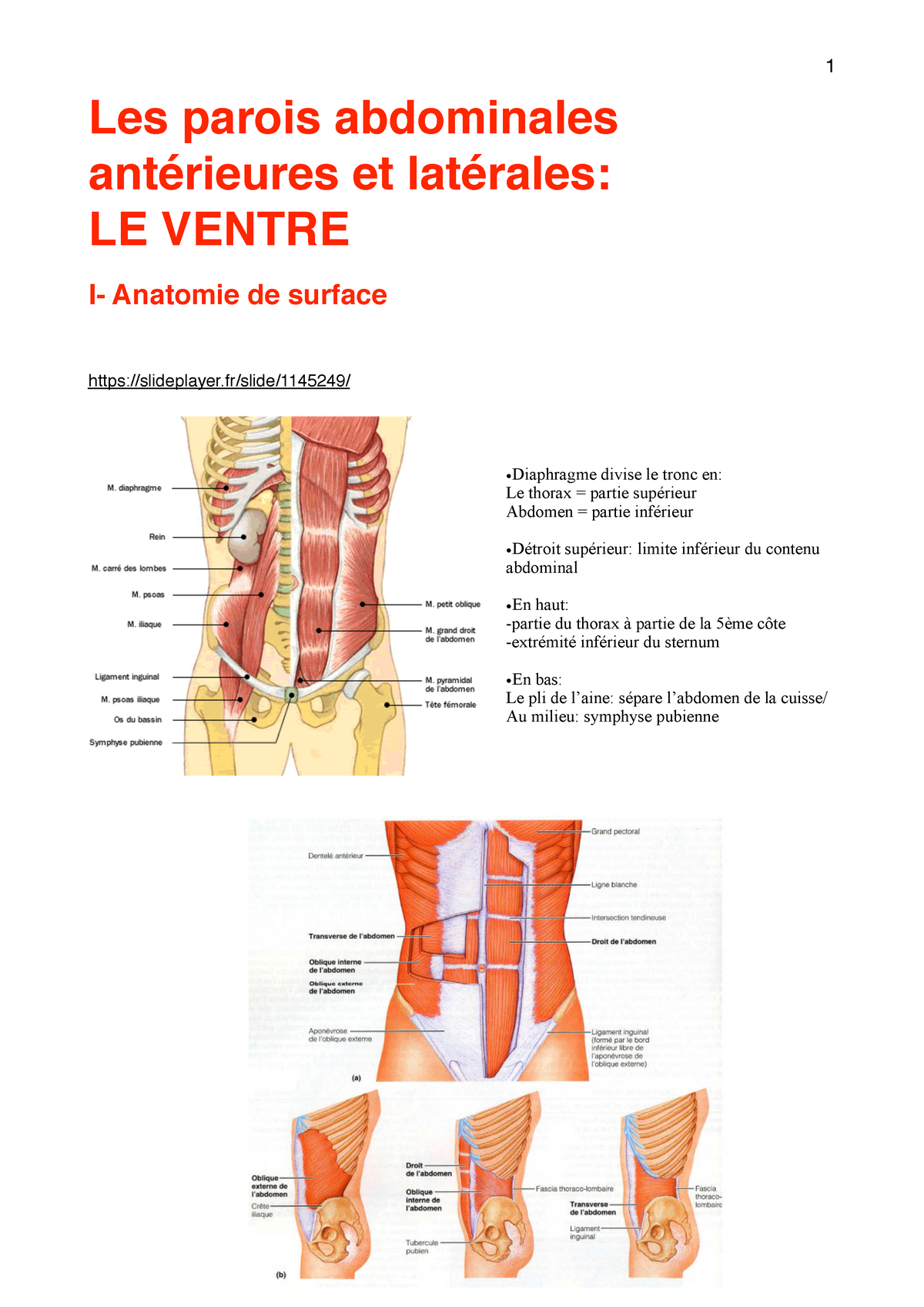 anatomie de la paroi abdominale