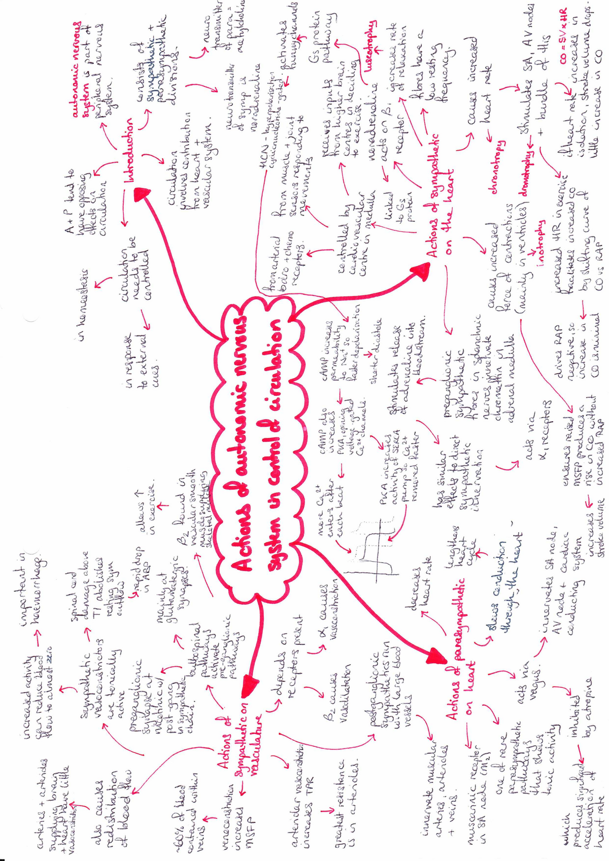 Actions of autonomic nervous system in control of circulation - DU 5 #3 ...