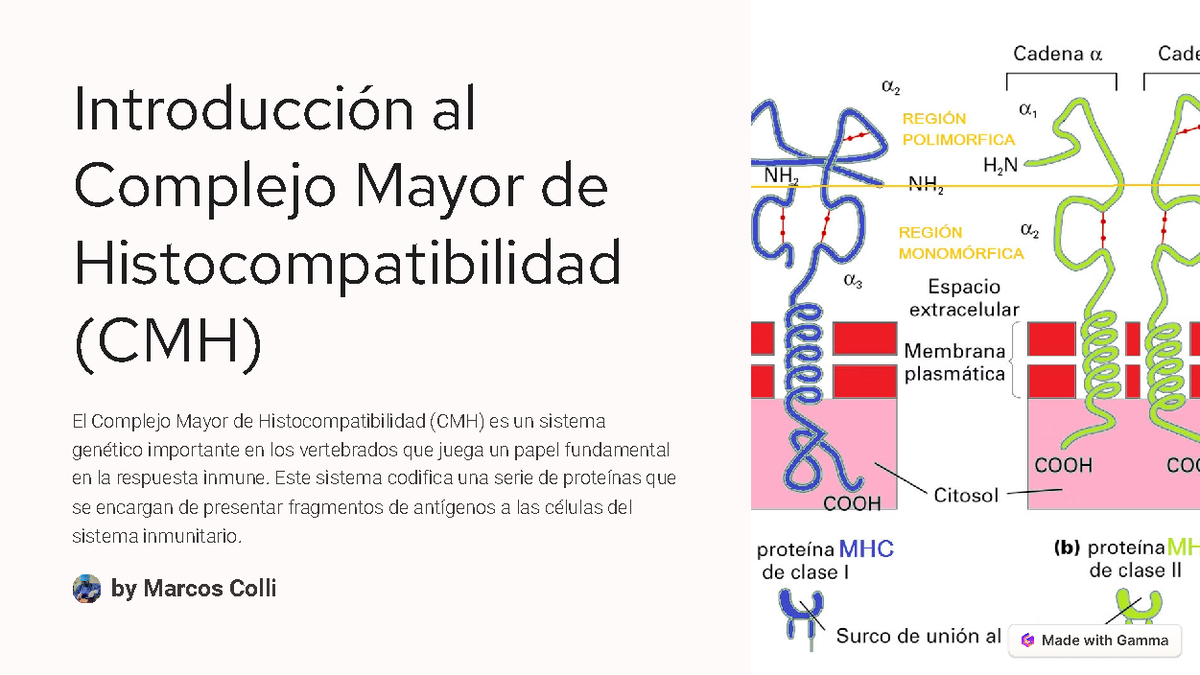 Introduccion al Complejo Mayor de Histocompatibilidad CMH
