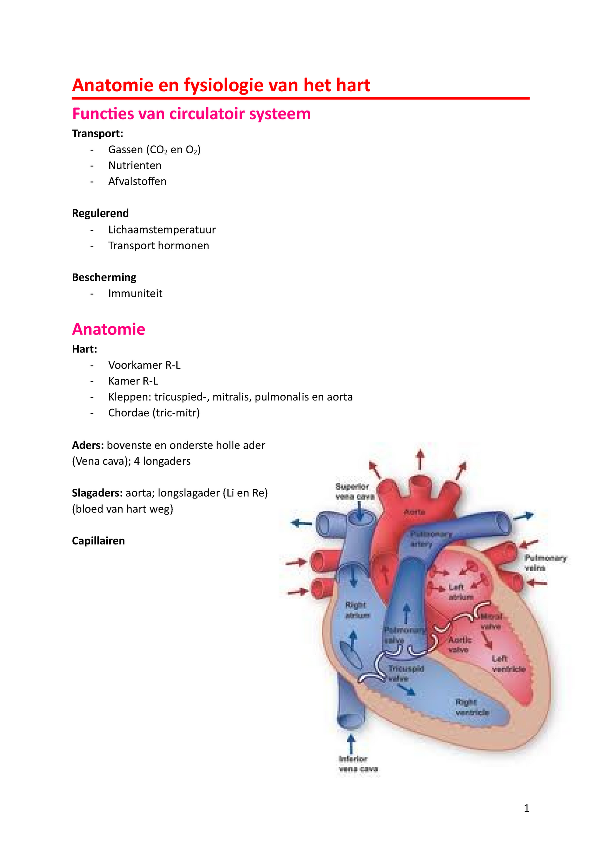 Anatomie En Fysiologie 2 3 4 5 6 7 8 9 10 Longslagader