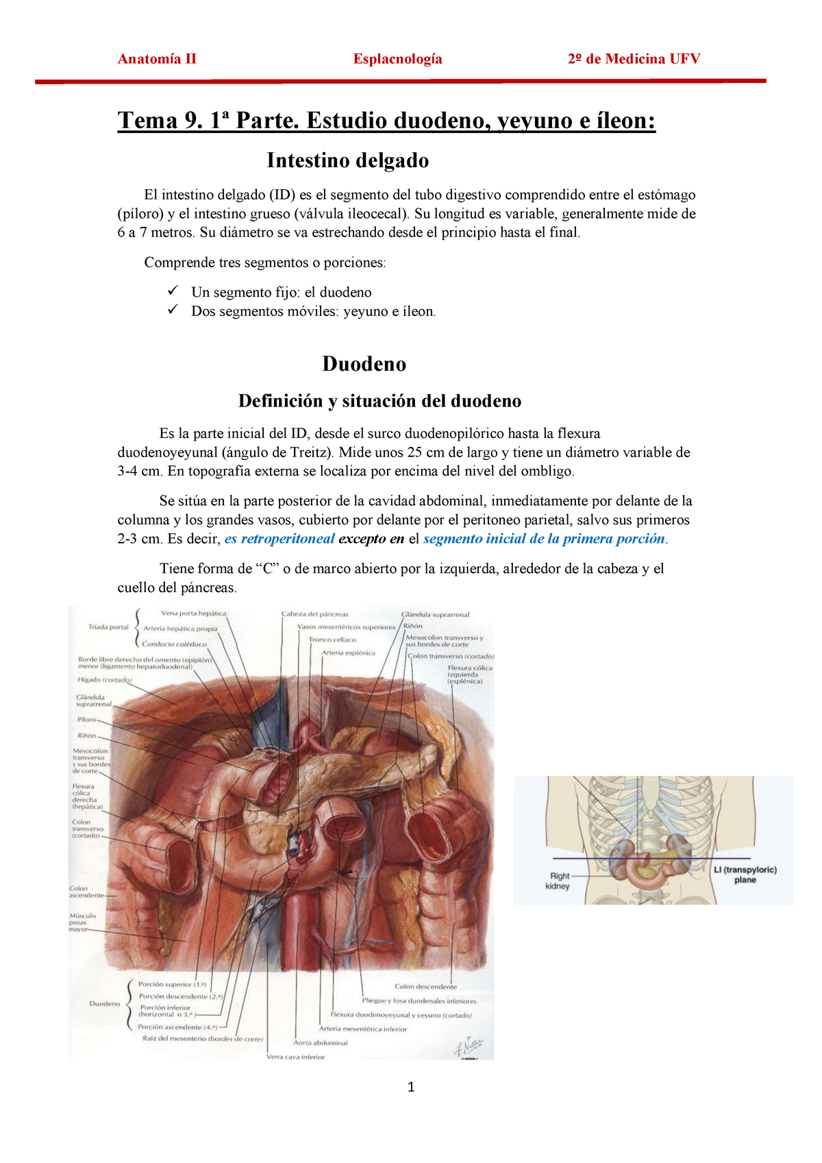 Anatomía II Parcial 1 Tema 09 Parte 1 - Anatomía II Esplacnología 2º De ...