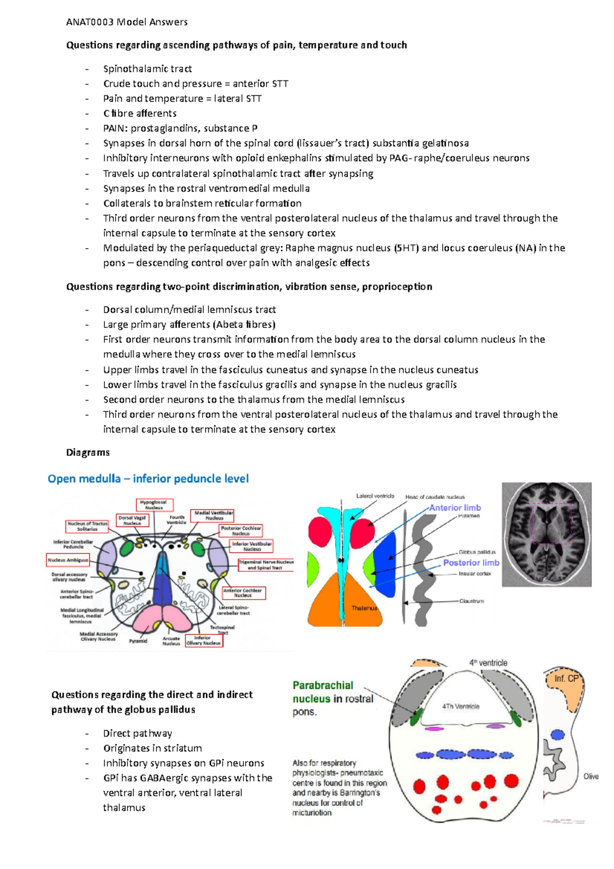 ANAT0003 Model Answers - ANAT0003 Model Answers Questions regarding ...