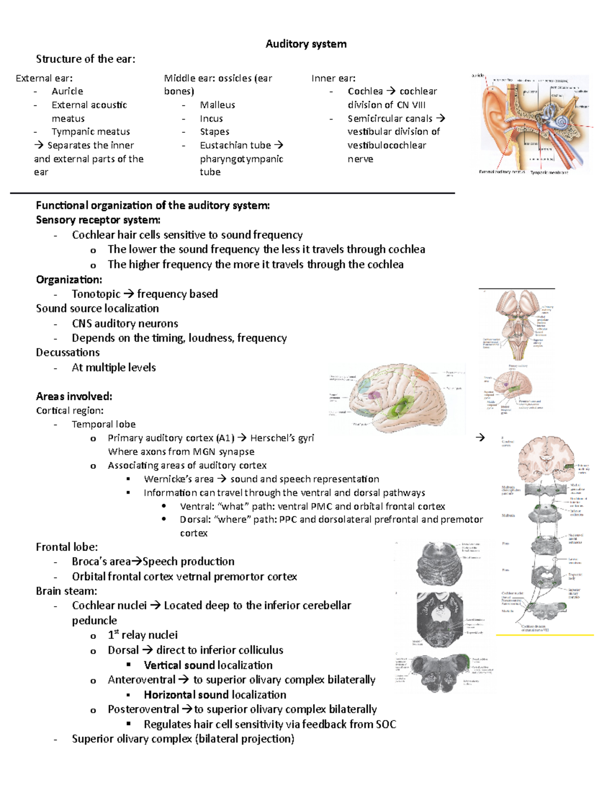 KIN 301 quiz 4 - Lecture notes 8-12 - Auditory system Structure of the ...