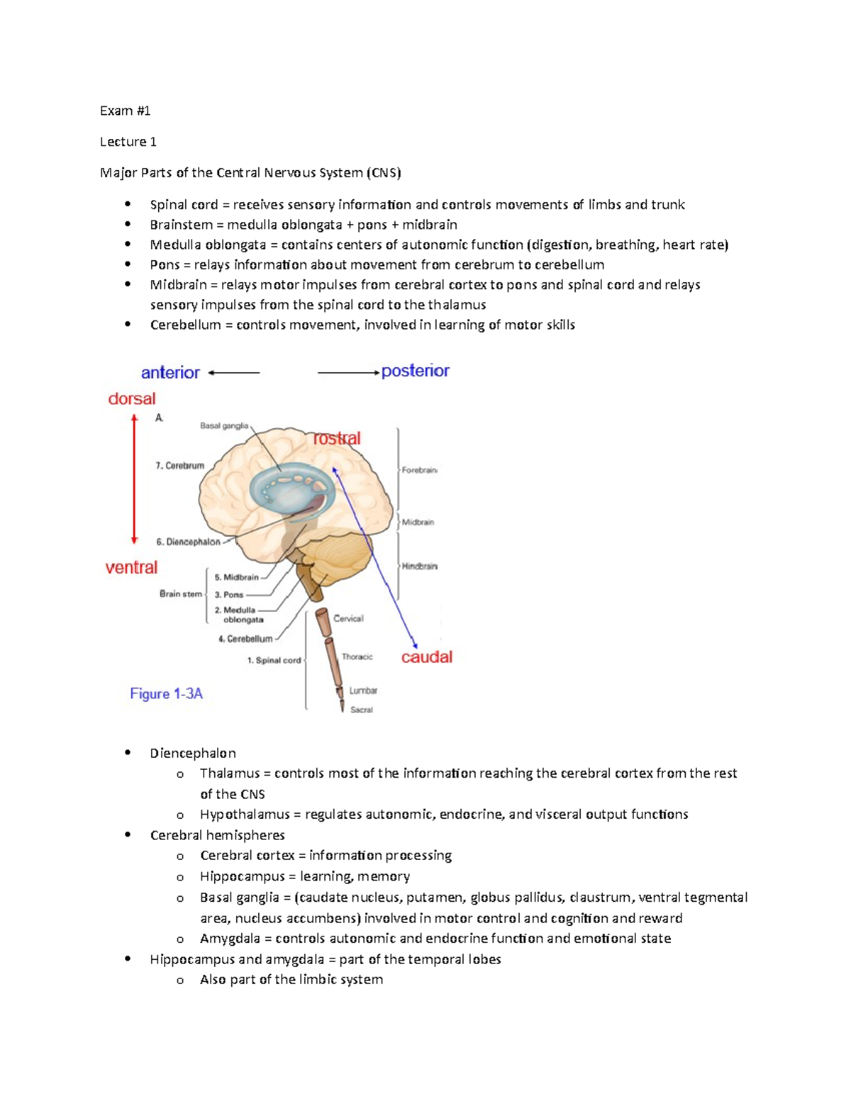469 exam 1 study guide - Exam # Lecture 1 Major Parts of the Central ...