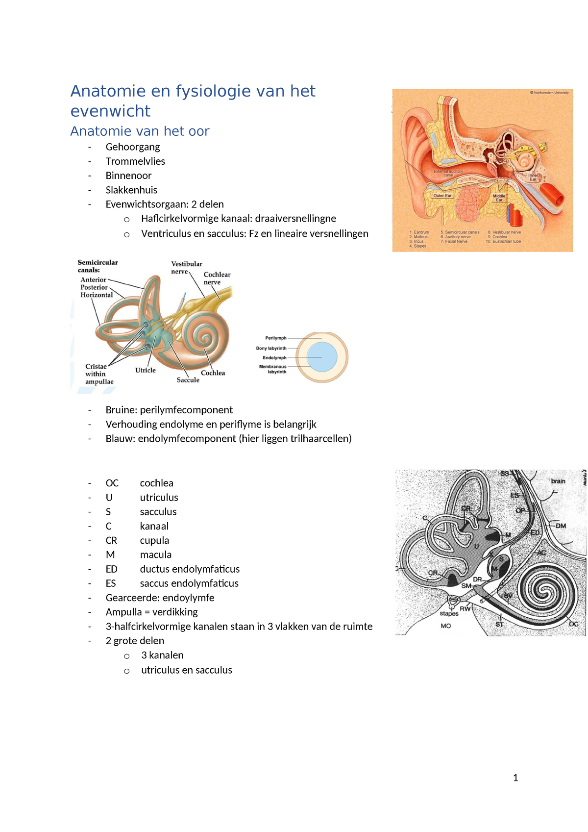 Sv Anatomie En Fysiologie Van Het Evenwicht - Anatomie En Fysiologie ...