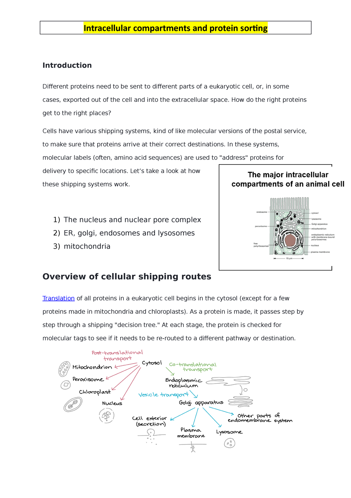 Intracellular Compartments And Protein Sorting - Introduction Different ...