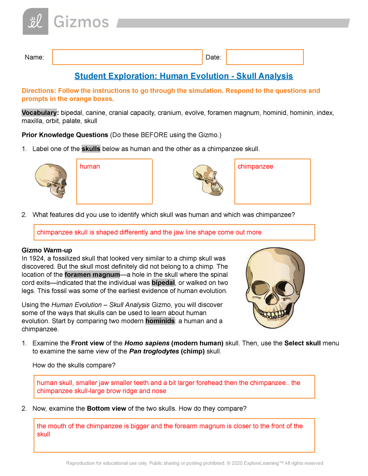 miguel-velazquez-gizmo-human-evolution-skull-analysis-7100524-name-date-student