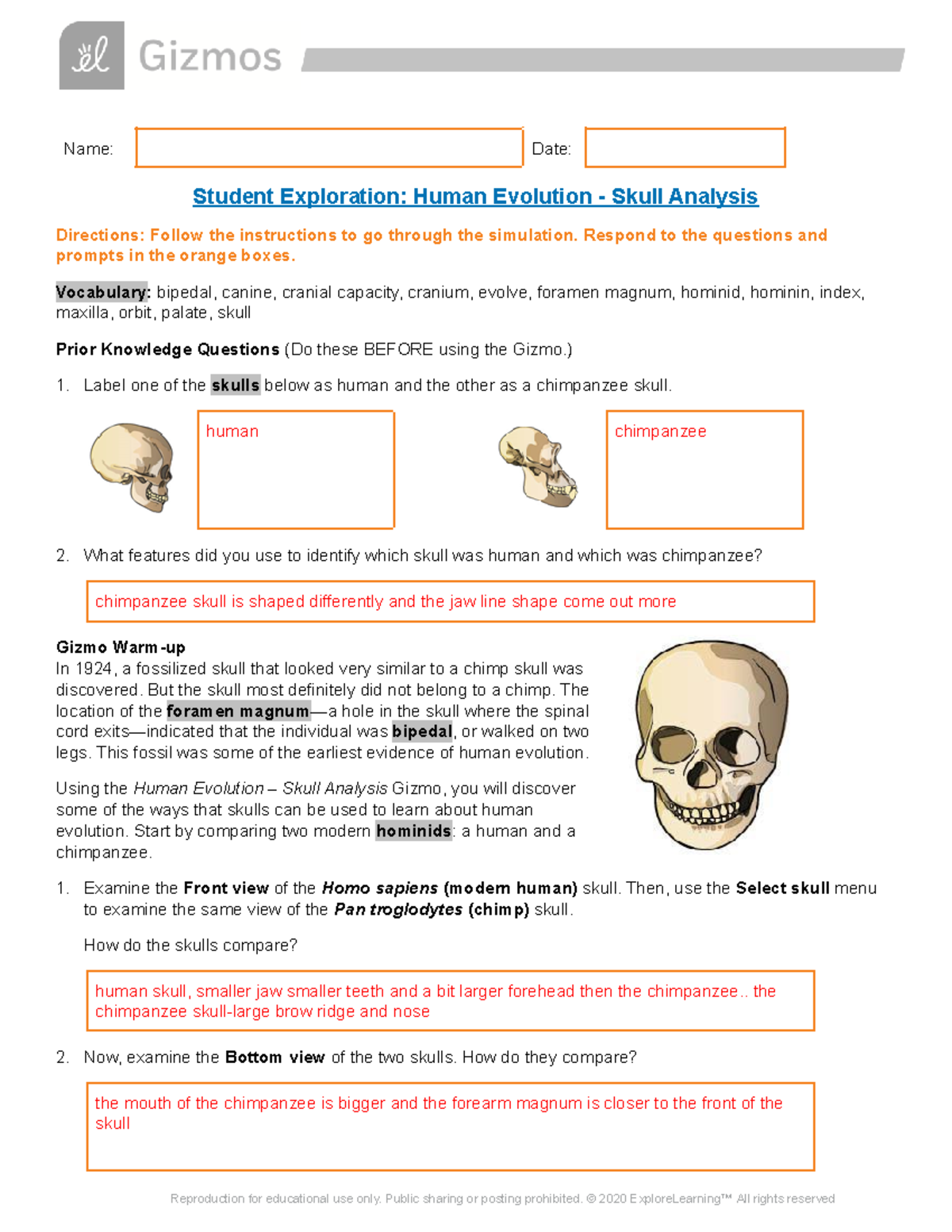 miguel-velazquez-gizmo-human-evolution-skull-analysis-7100524-name-date-student