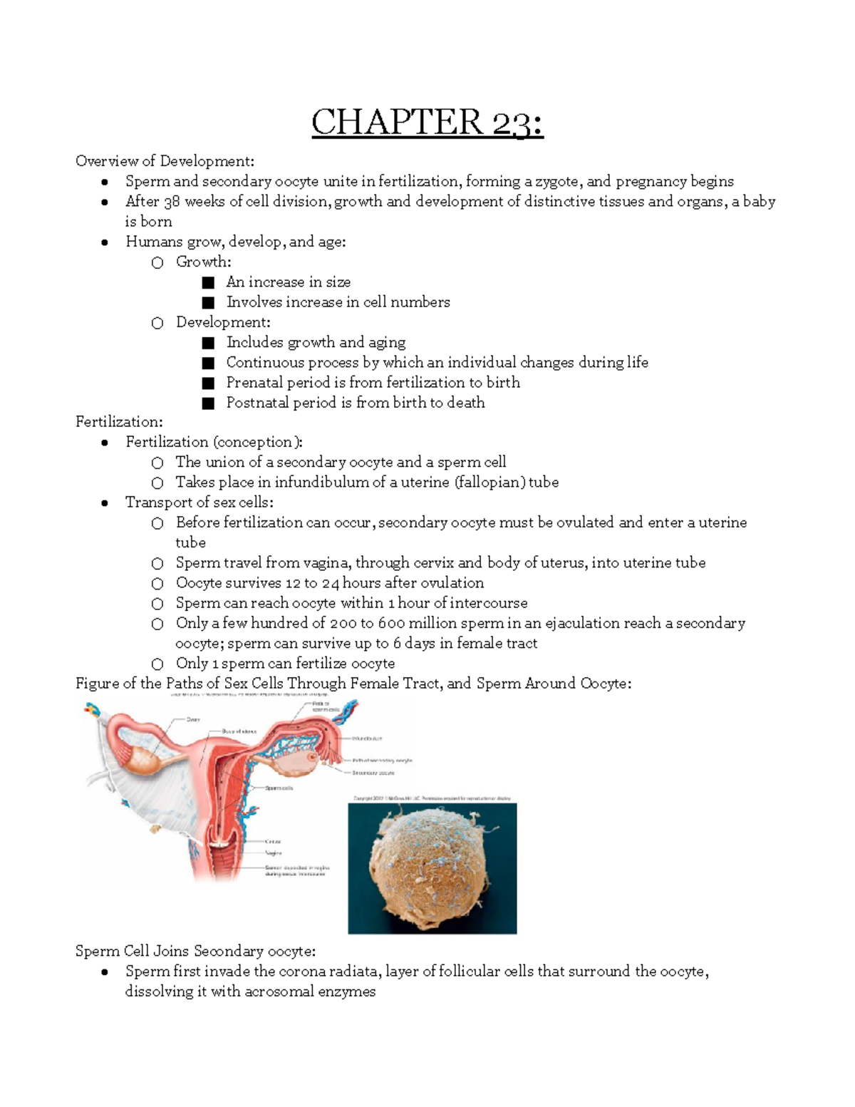 Human A & P Ii Notes Chapter 23 - Chapter 23: Overview Of Development 