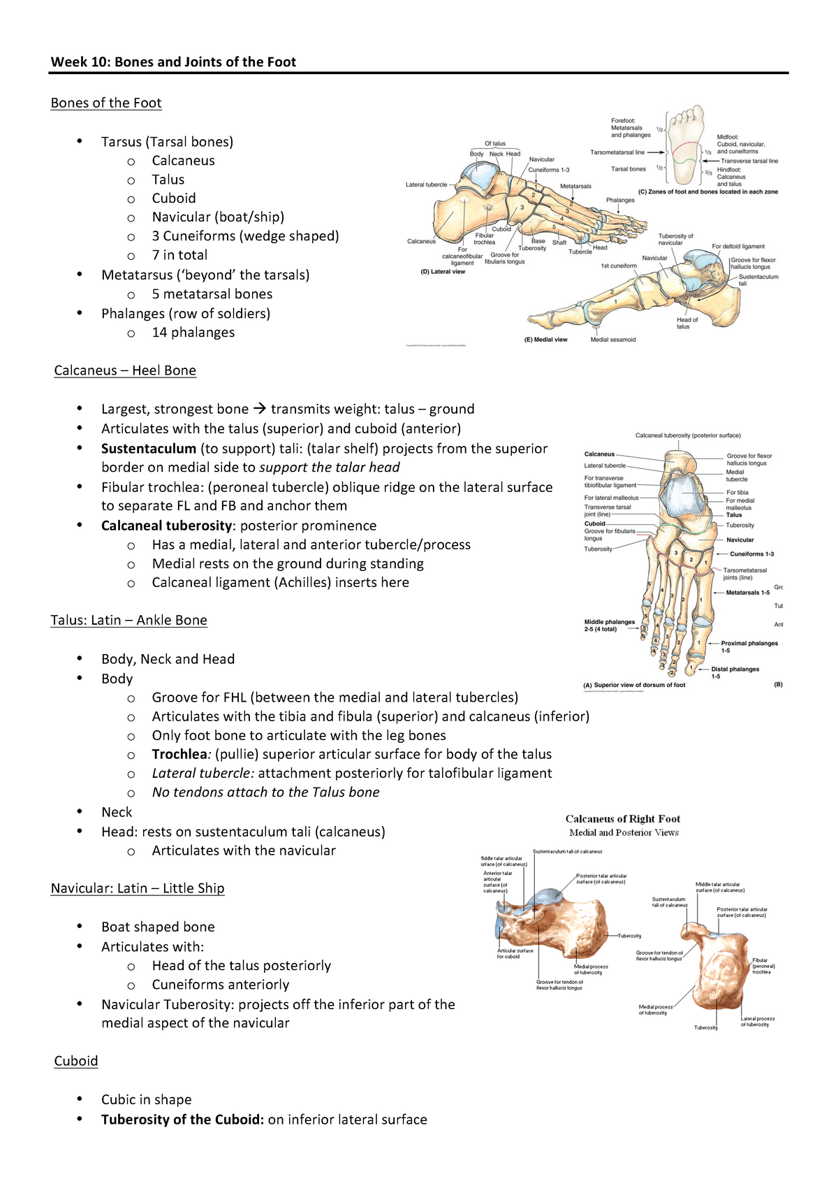 Week 10 - Bones and Joints of the Foot and Ankle Anatomy 1st semester ...