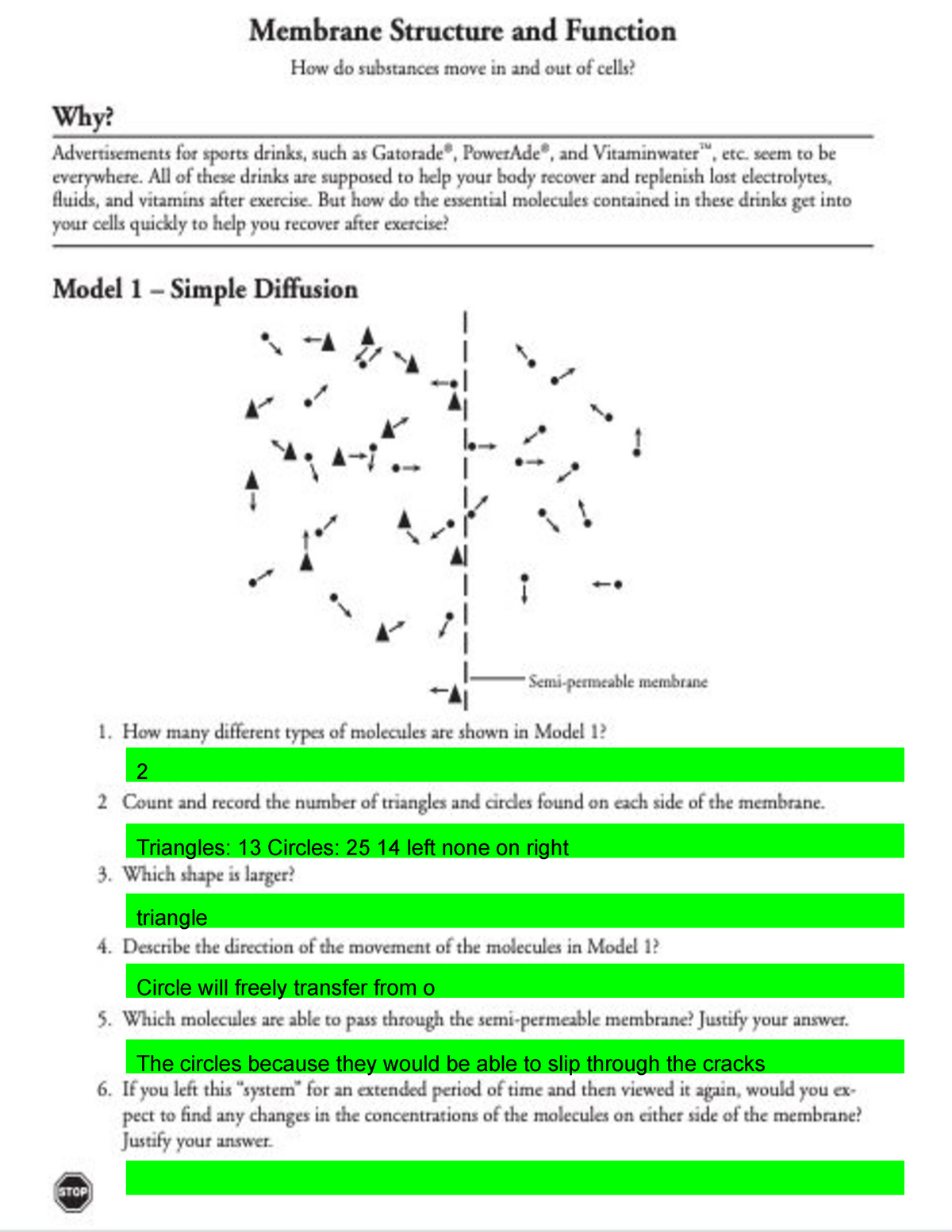 Cristina Saradeth Copy Of Template Pogil Membrane Structure And Function 2 Triangles 13 Studocu