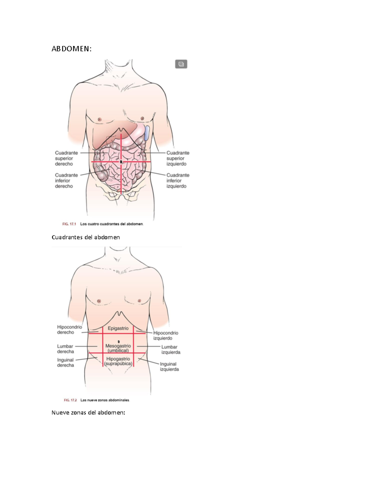 Exploración de Abdomen y Genitourinario - ABDOMEN: Cuadrantes del ...