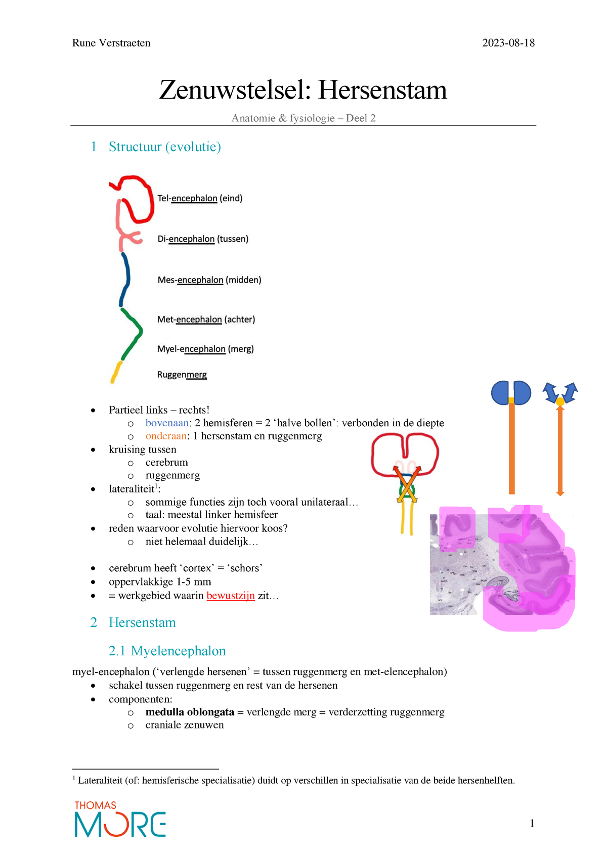 Het Zenuwstelsel Hersenstam-Anatomie En Fysiologie 2 - Zenuwstelsel ...